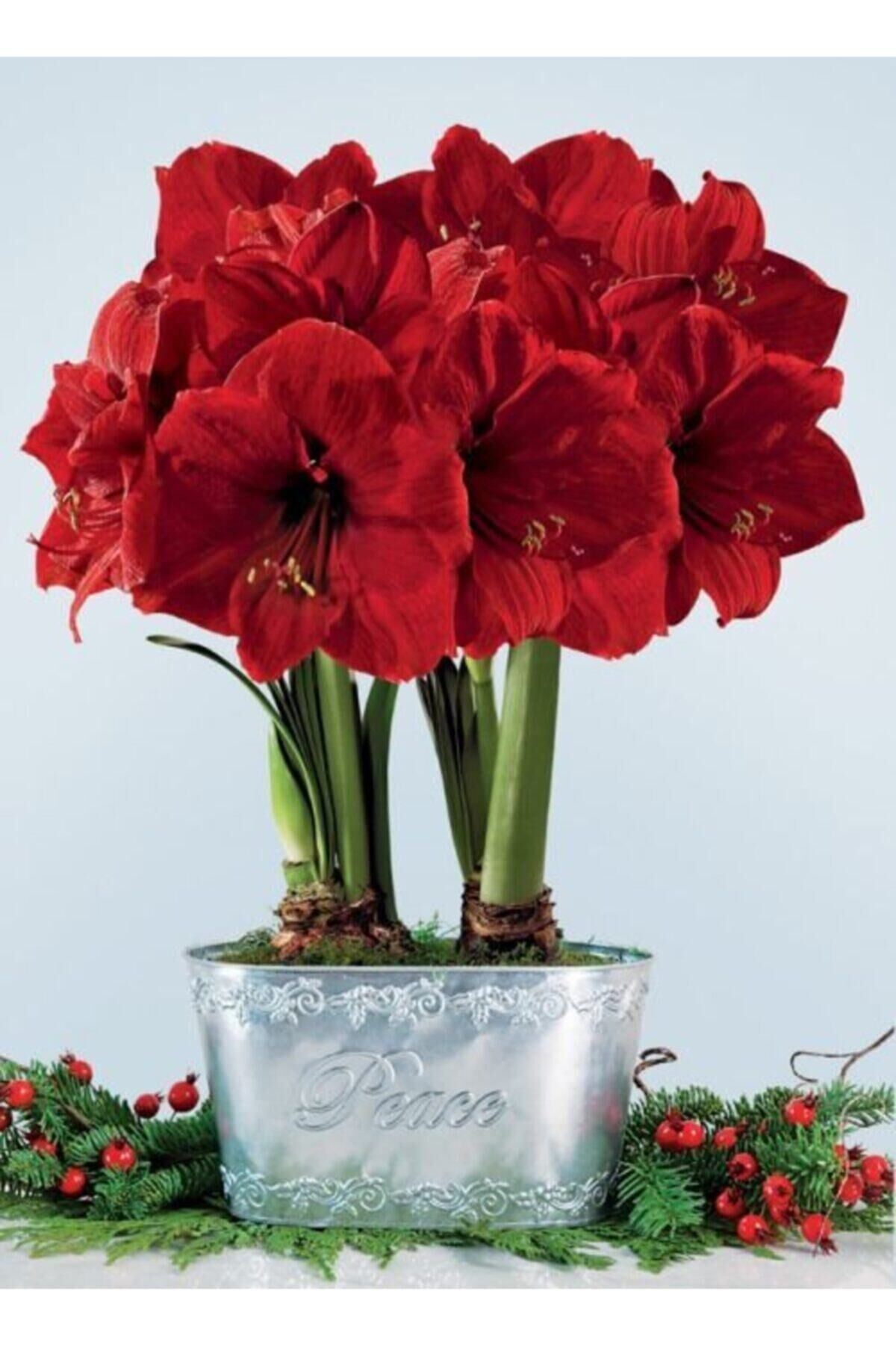 1 Adet Kırmızı Renkli Amaryllis Çiçeği Soğanı Kokulu ANAÇ BOY ÇİÇEK AÇMAYA HAZIR