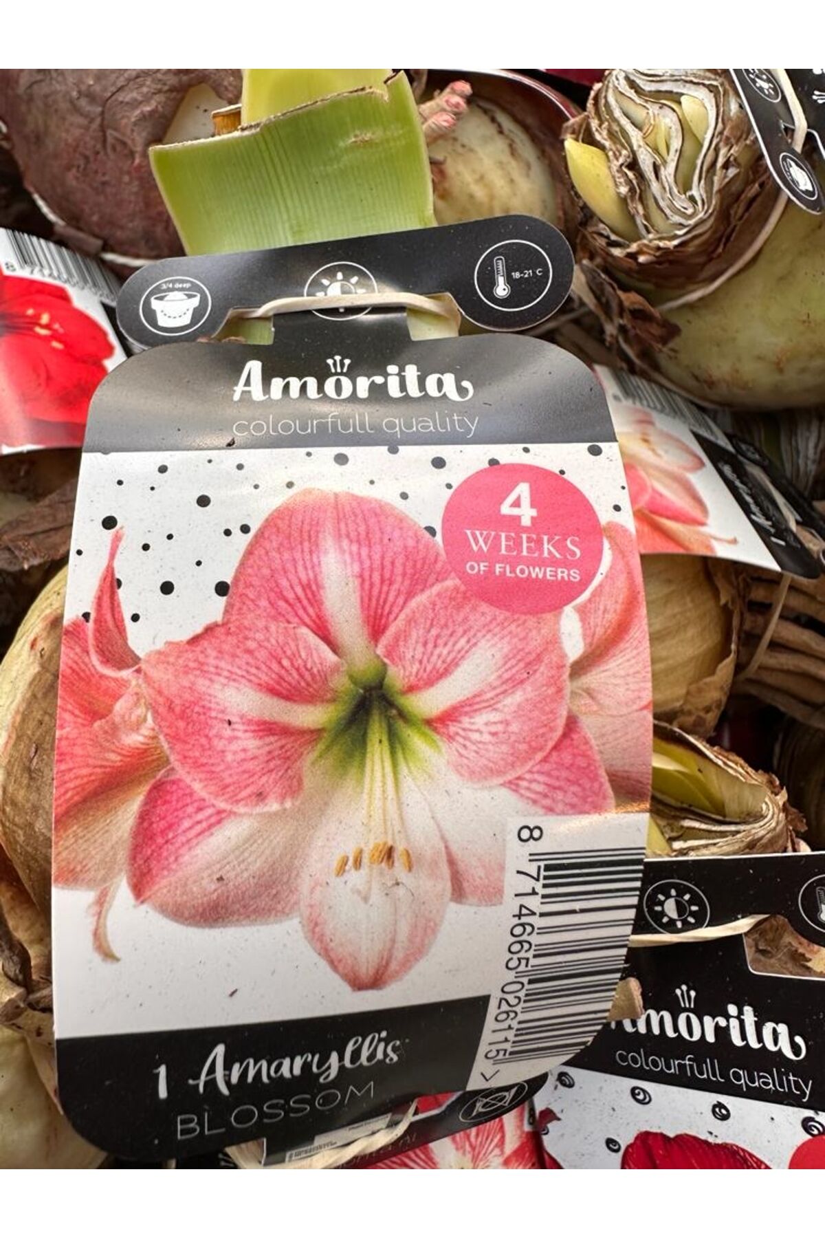 Blossom özel tür amarylis soğanı 2 adet