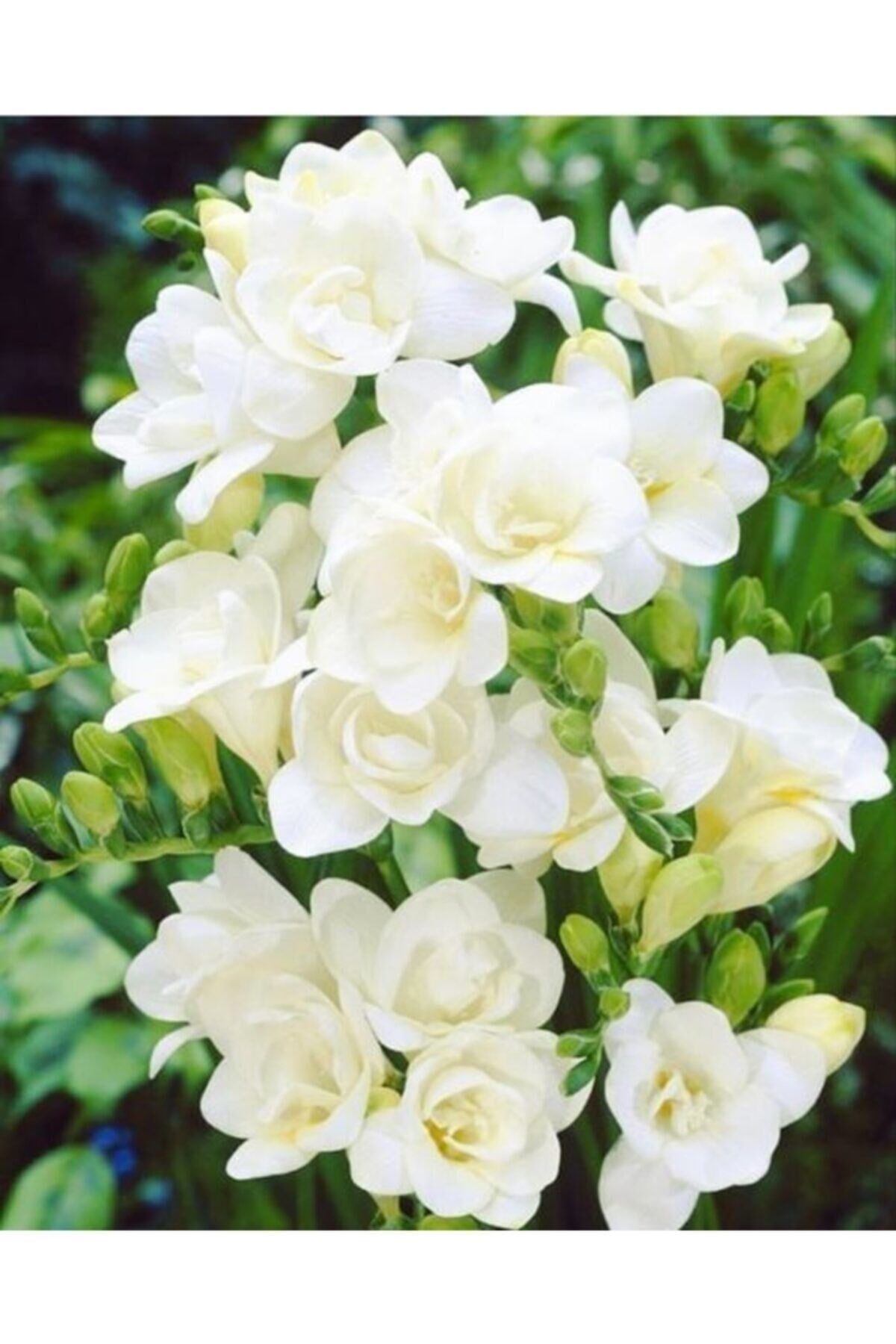 1 Adet Beyaz Frezya Çiçeği ( Freesia ) Soğanı Mis Kokulu Katmerli