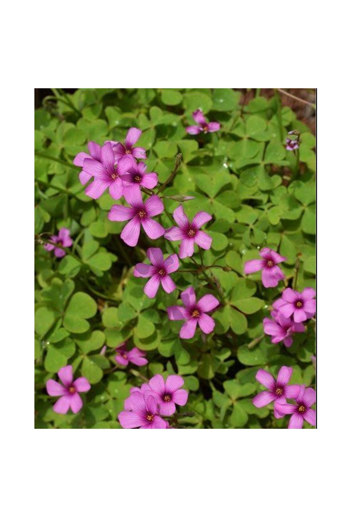 Süs Yoncası (UYKU ÇİÇEĞİ) Soğanı Pembe Renkli (5 ADET) Oxalis Rosea