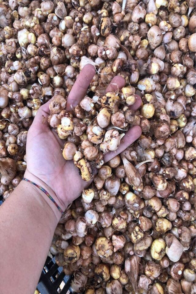 1 Adet Kırmızı Frezya Çiçeği ( Arpa Çiçeği ) Soğanı Mis Kokulu Katmerli