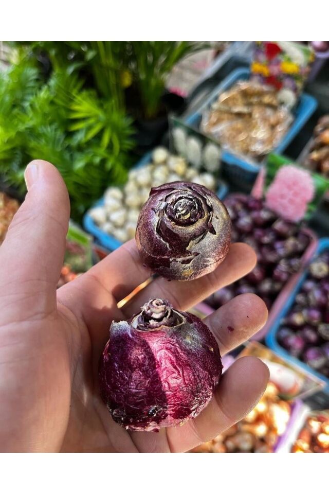 Karışık Renk Lale Ve Sümbül Soğanı-6 Adet