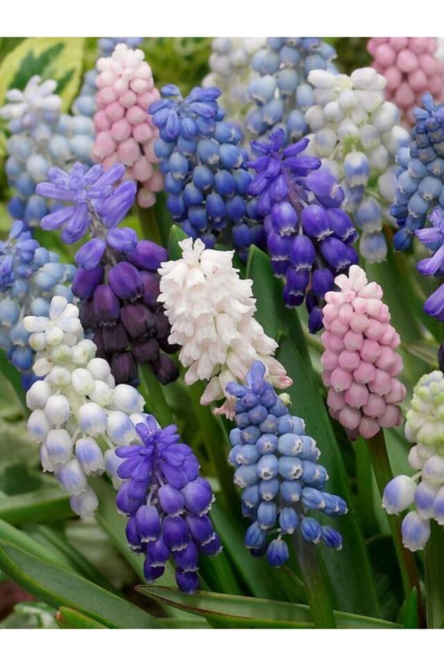 5 Adet Mix Muscari Üzüm Sümbülü Çiçek Soğanı