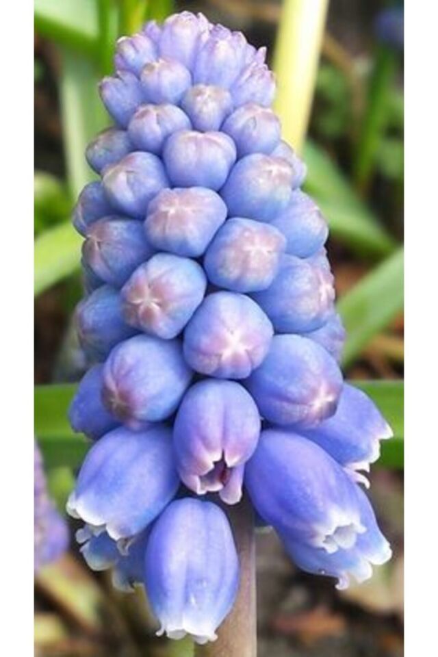 3 Adet Cornflower Renk Muscari üzüm Sümbülü Çiçek Soğanı