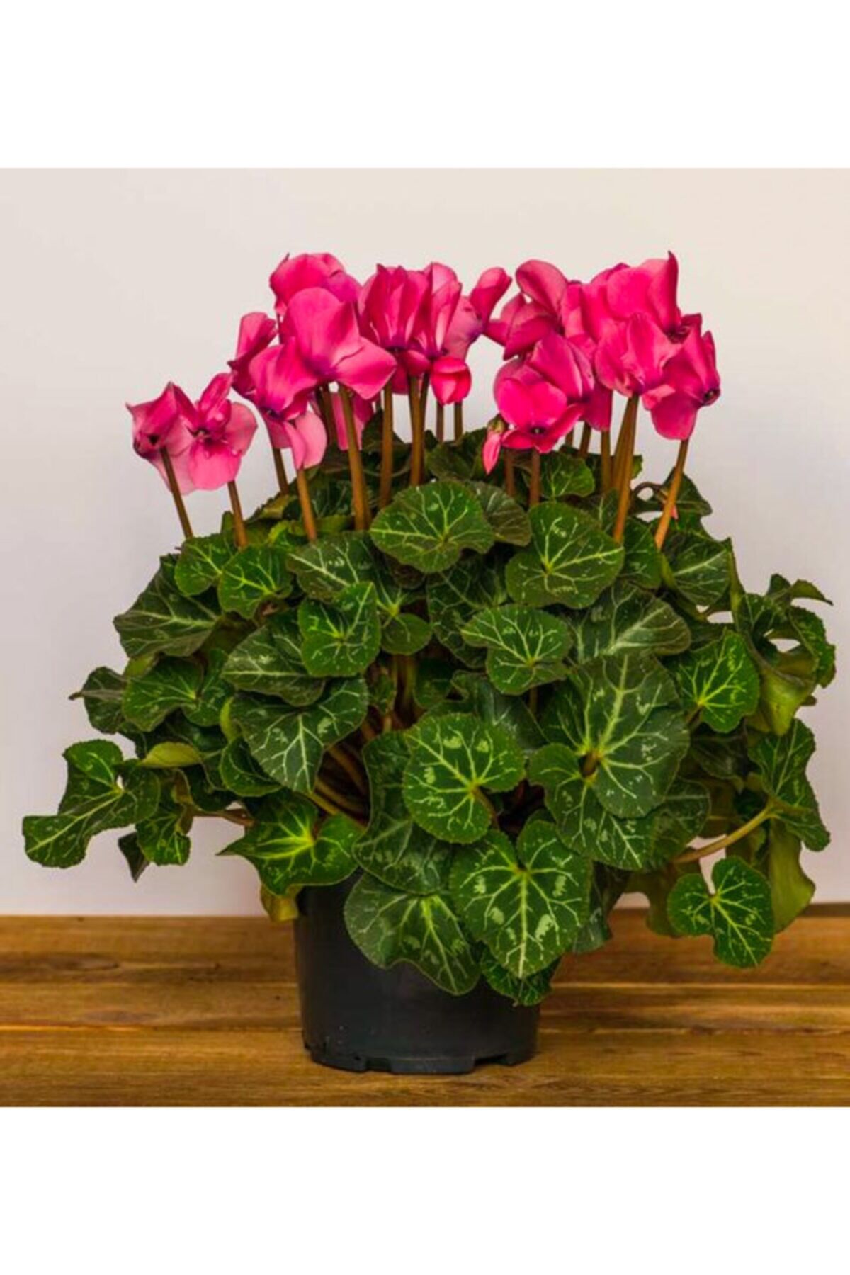 3 Adet Star Dark Pink Sıklamen Çiçeği Soğanı