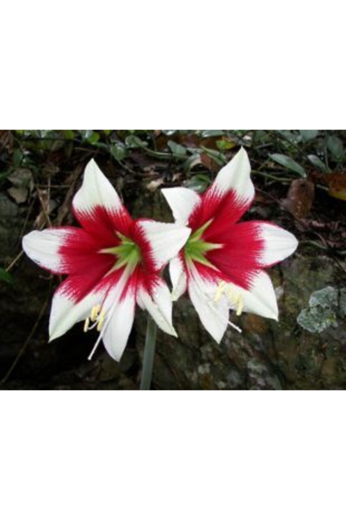 Beyaz-kırmızı Göbekli Amaryllis Çiçeği Soğanı Anaç ( Güzel Hatun ) Kokulu
