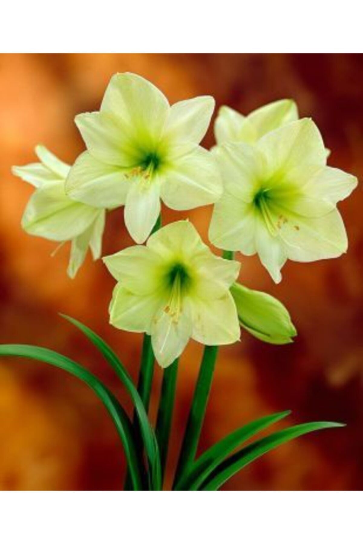 Gün Sarısı Renkli Anaç Amaryllis Çiçeği Soğanı ( Güzel Hatun ) Kokulu