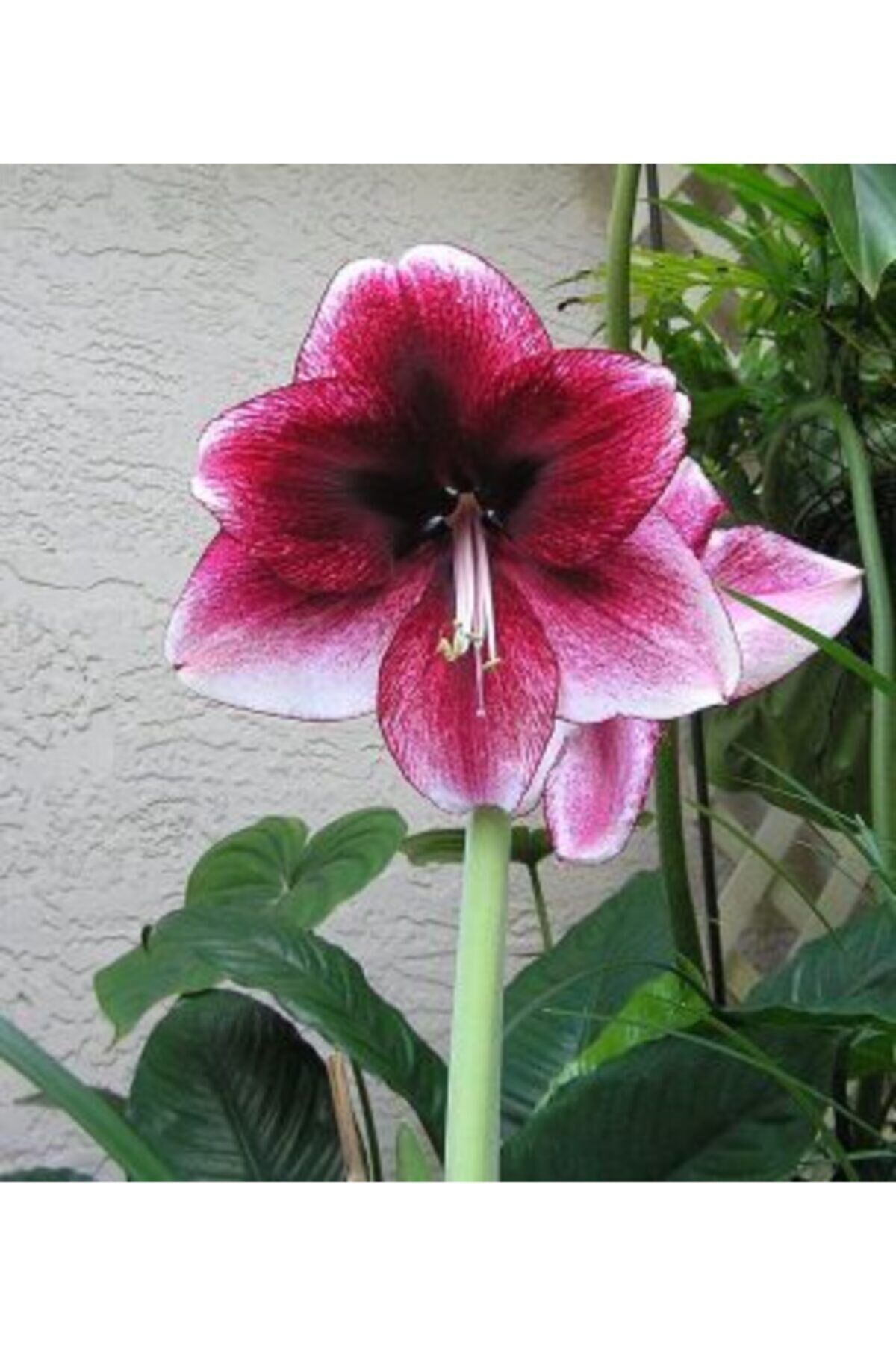1 Adet Anaç Özel Renkli Amaryllis Çiçieği Soğanı ( Güzel Hatun ) Kokulu