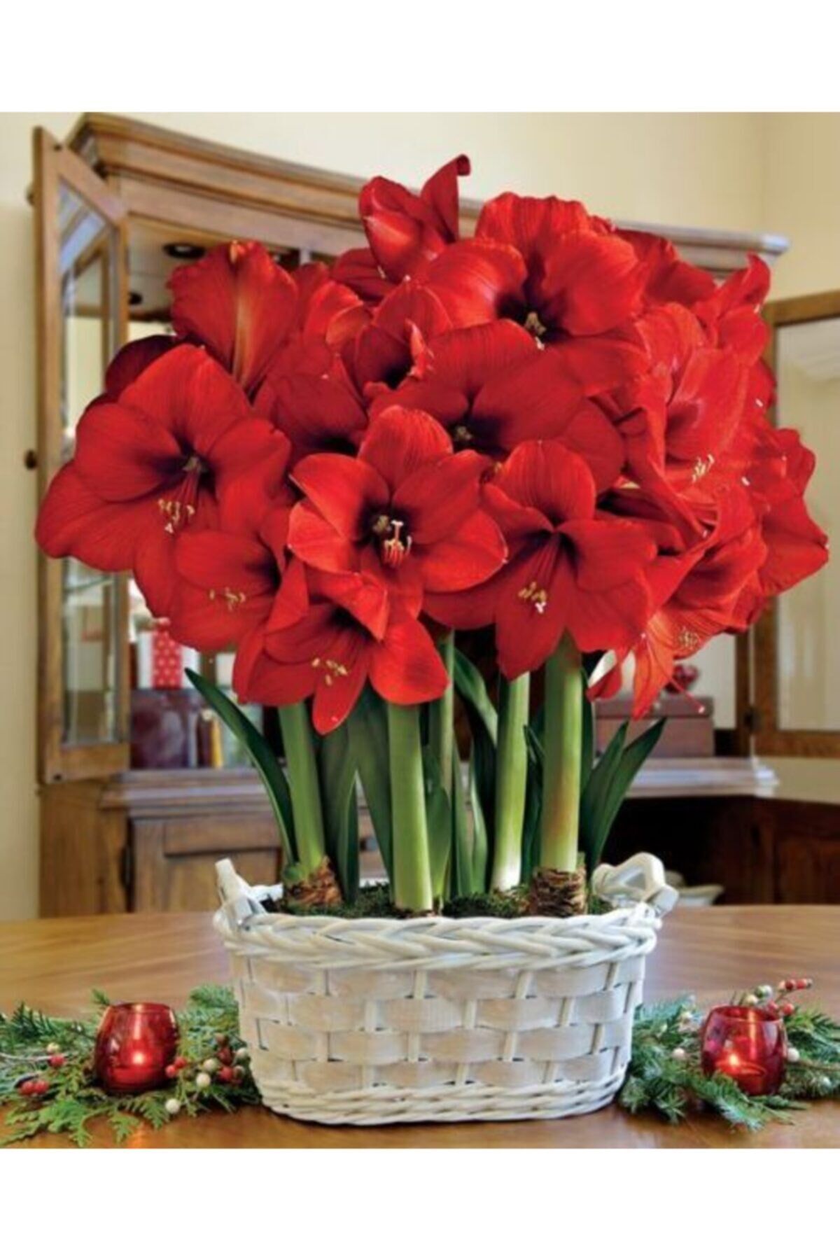 1 Adet Kırmızı Renkli Amaryllis Çiçeği Soğanı (HİPPEASTRUM)
