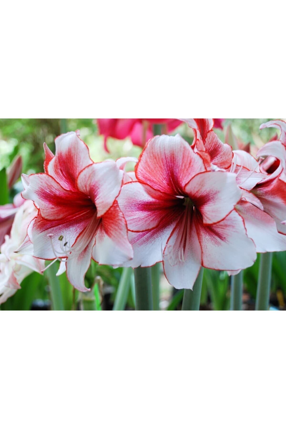 1 Adet Kırmızı-beyaz Renkli Amaryllis Çiçeği Soğanı Kokulu