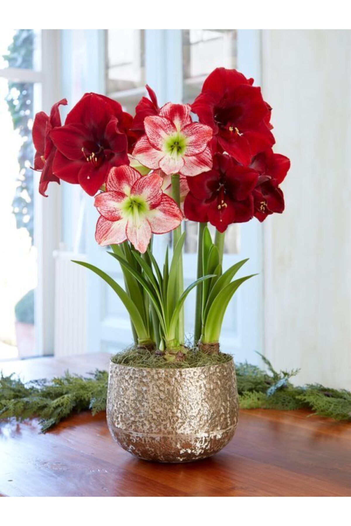 Renkli Amaryllis Çiçeği Soğanı ( Güzel Hatun ) Kokulu