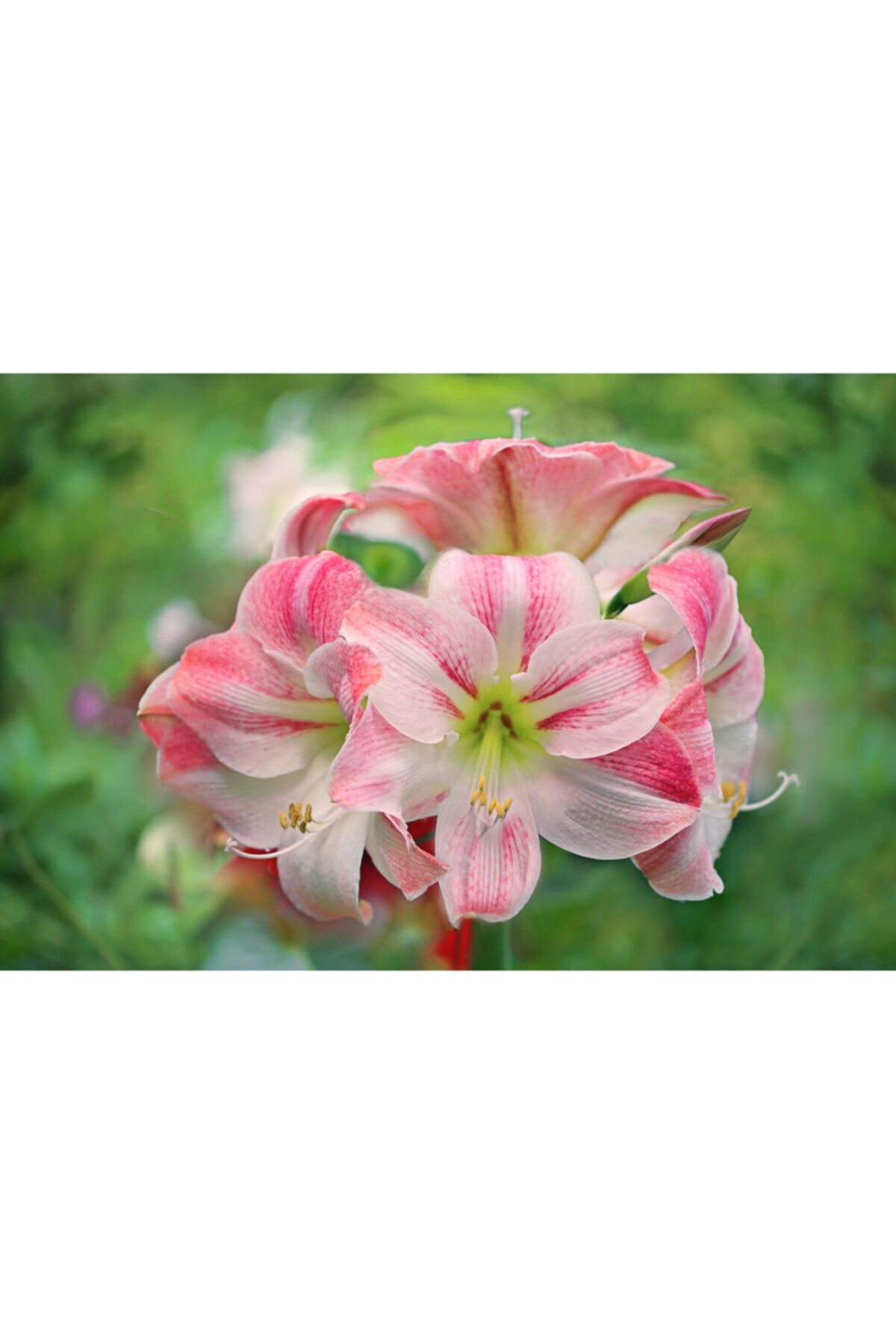 Soft Pembe-beyaz Renkli Amaryllis Çiçeği Soğanı ( Güzel Hatun ) Kokulu