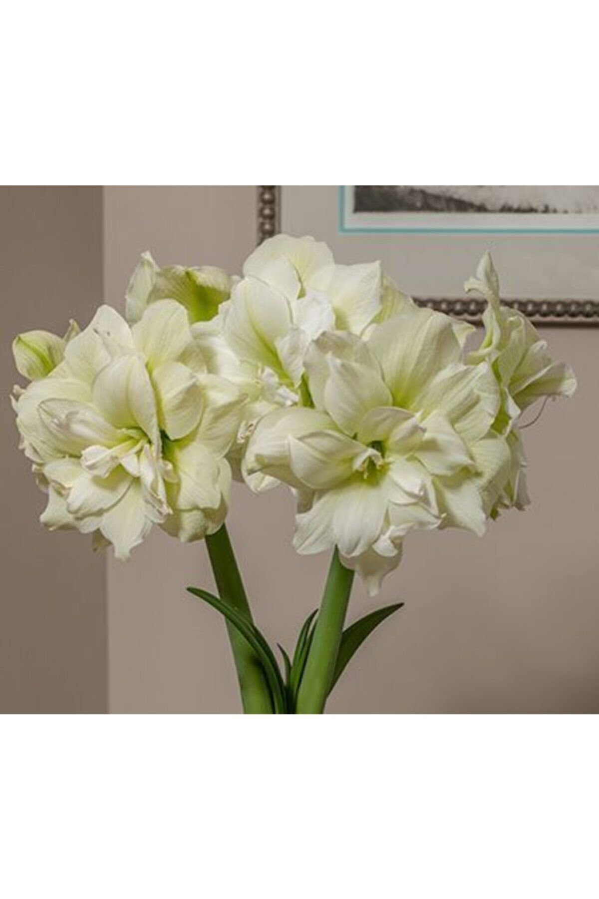 2 Adet Beyaz Renkli Double Amaryllis Çiçeği Soğanı Güzel Hatun  Kokulu