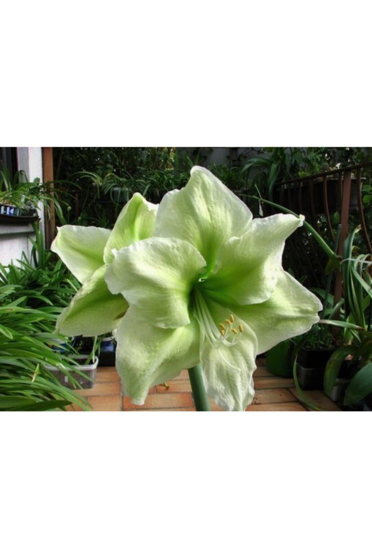 Yeşil Renkli Amaryllis Çiçeği Soğanı Anaç ( Güzel Hatun ) Kokulu