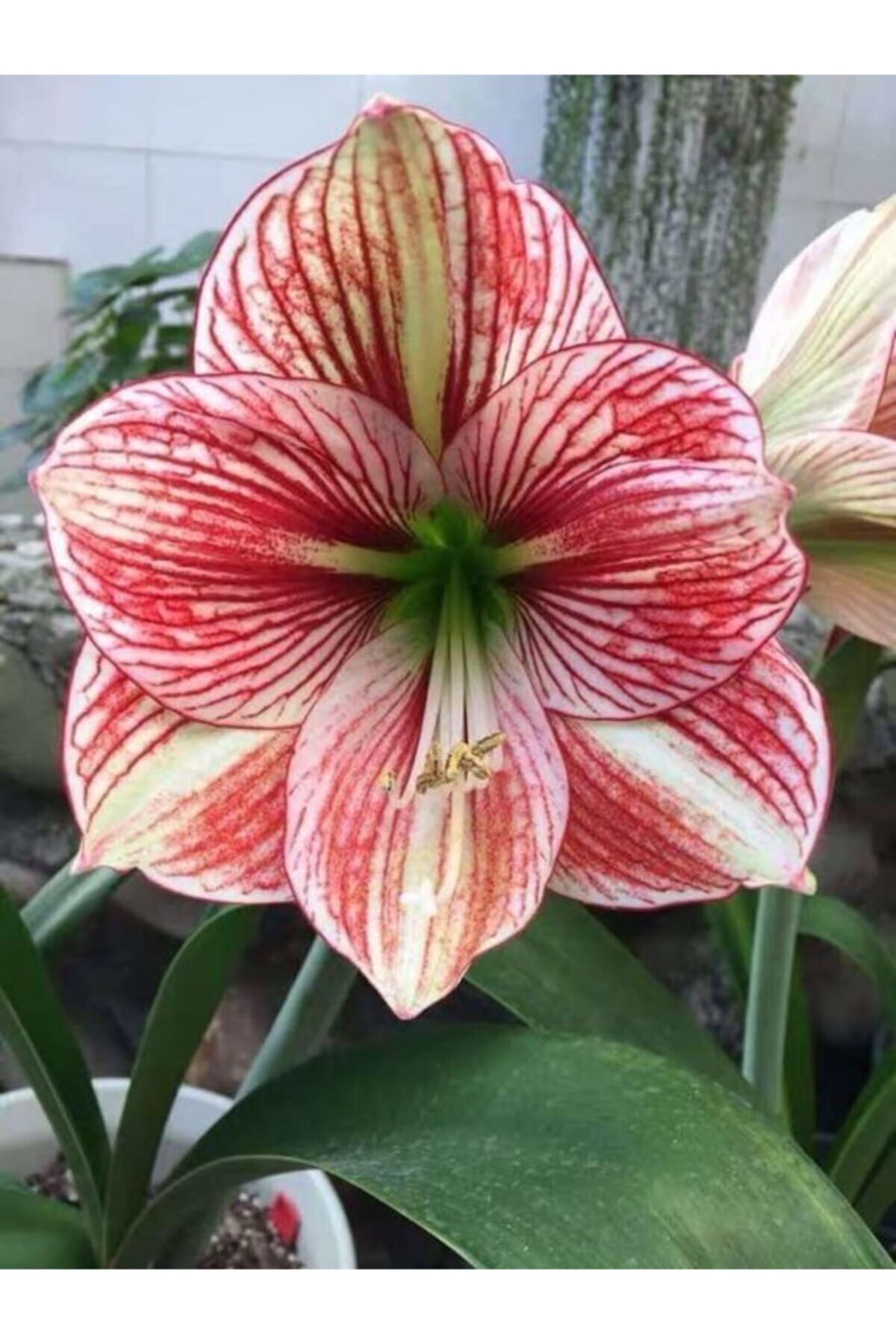 Çift Renkli Damarlı Amaryllis Çiçeği Soğanı ( Güzel Hatun ) Kokulu