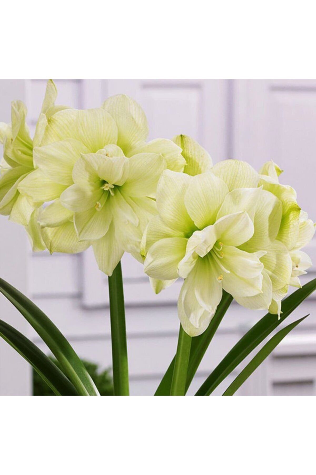 Soft Sarı Renkli Double Amaryllis Çiçeği Soğanı Güzel Hatun Kokulu