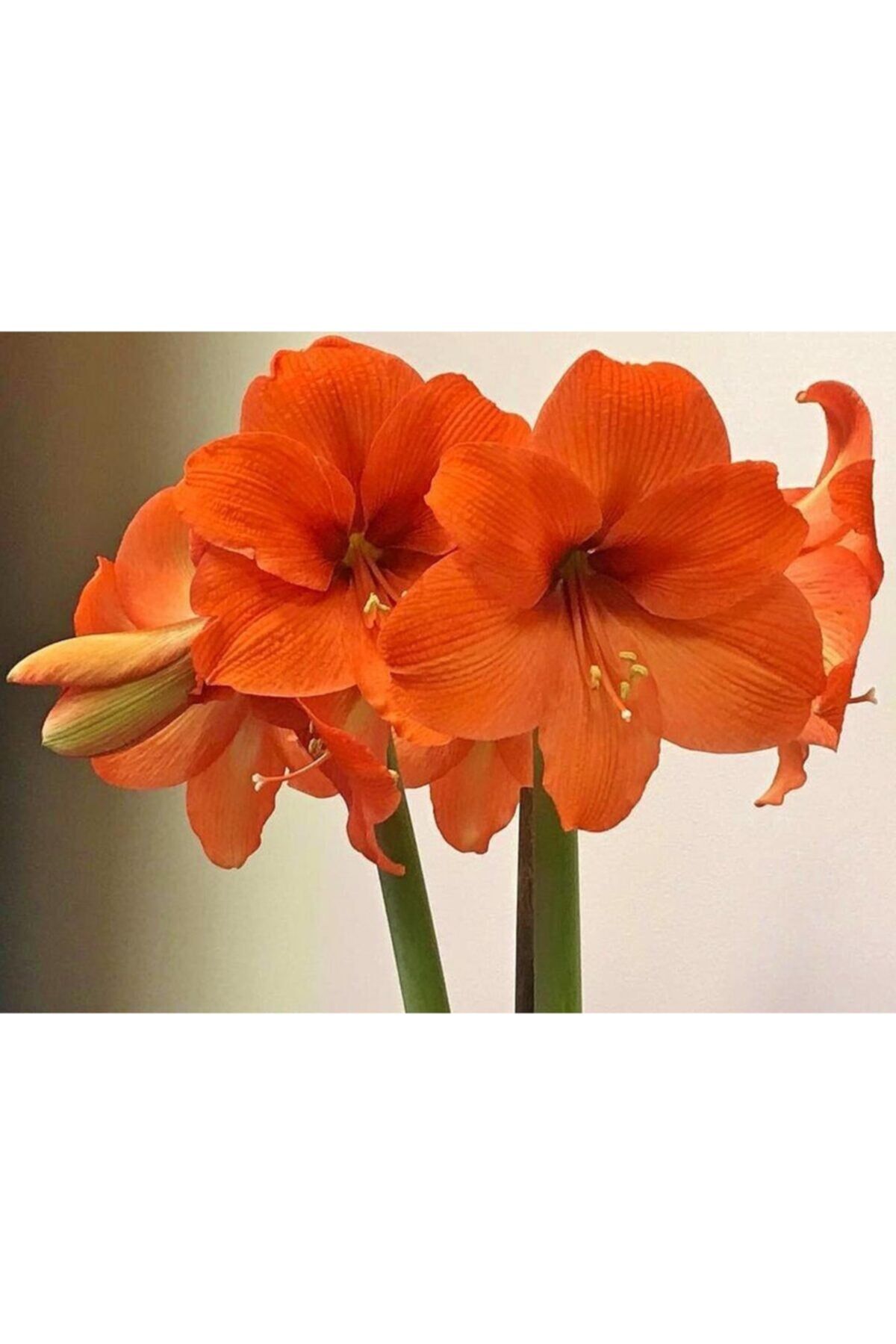 Kadife Turuncu Renkli Amaryllis Çiçeği Soğanı ( Güzel Hatun ) Kokulu 1 adet