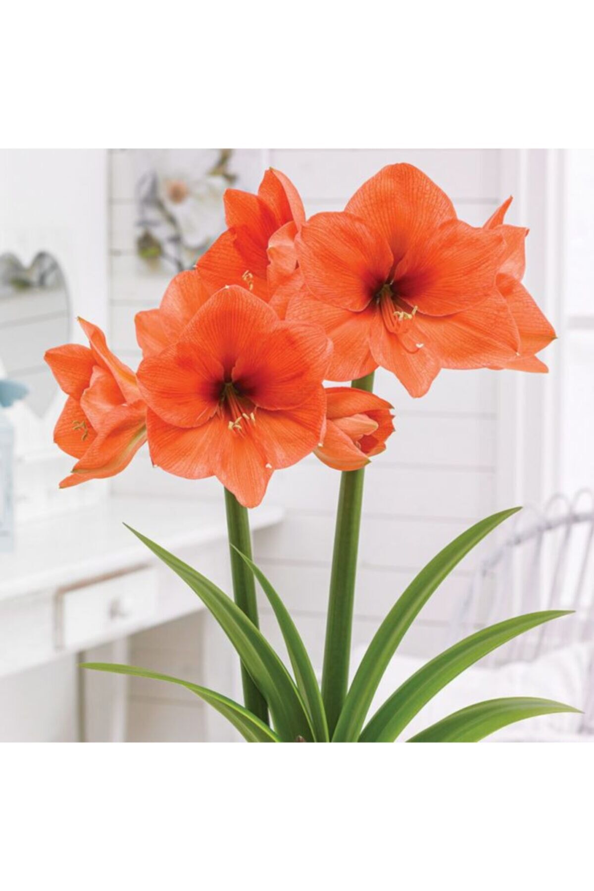 Turuncu Renkli Amaryllis Çiçeği Soğanı Güzel Hatun Kokulu