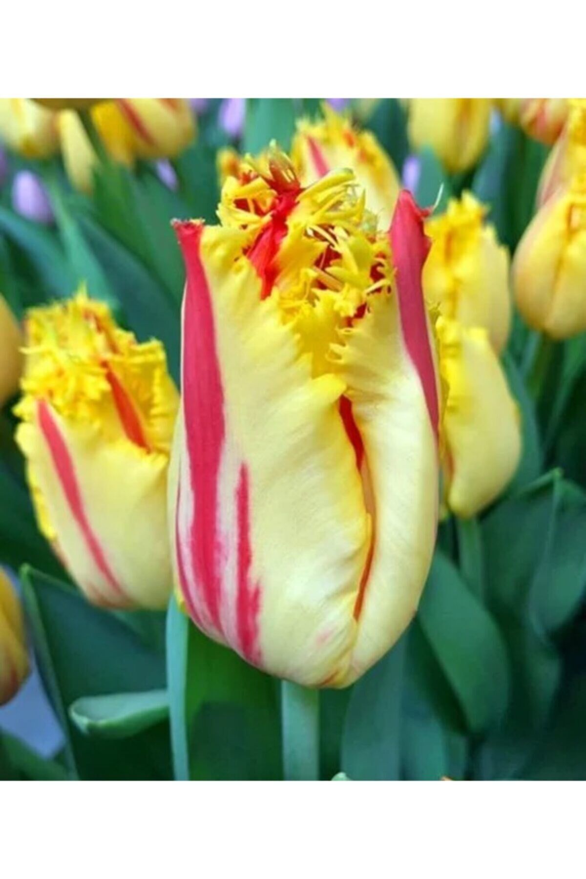 5 Adet Party Clown Tulip Ithal Lale Çiçeği Soğanı