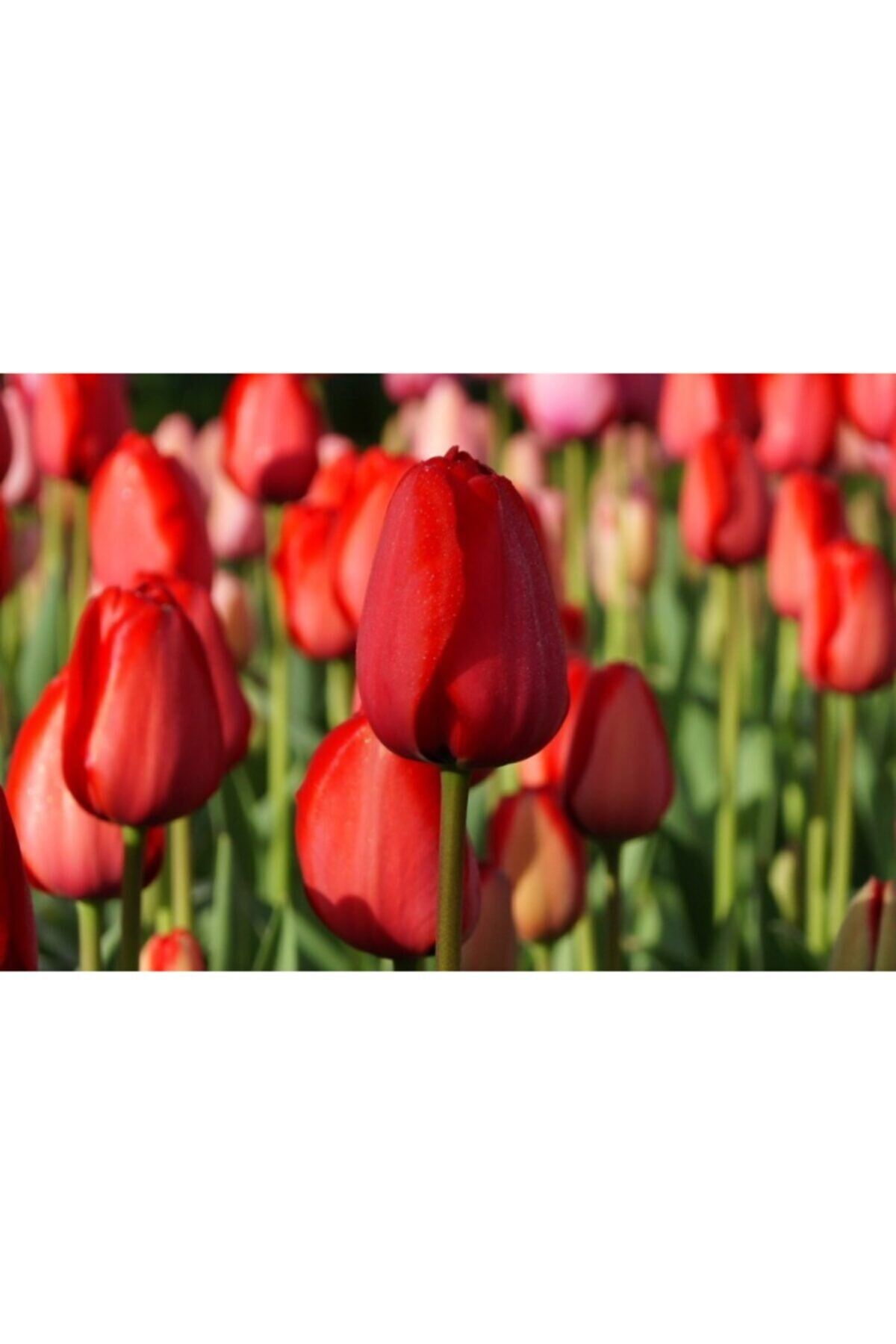 5 Adet Red Mark Tulip Ithal Lale Çiçeği Soğanı