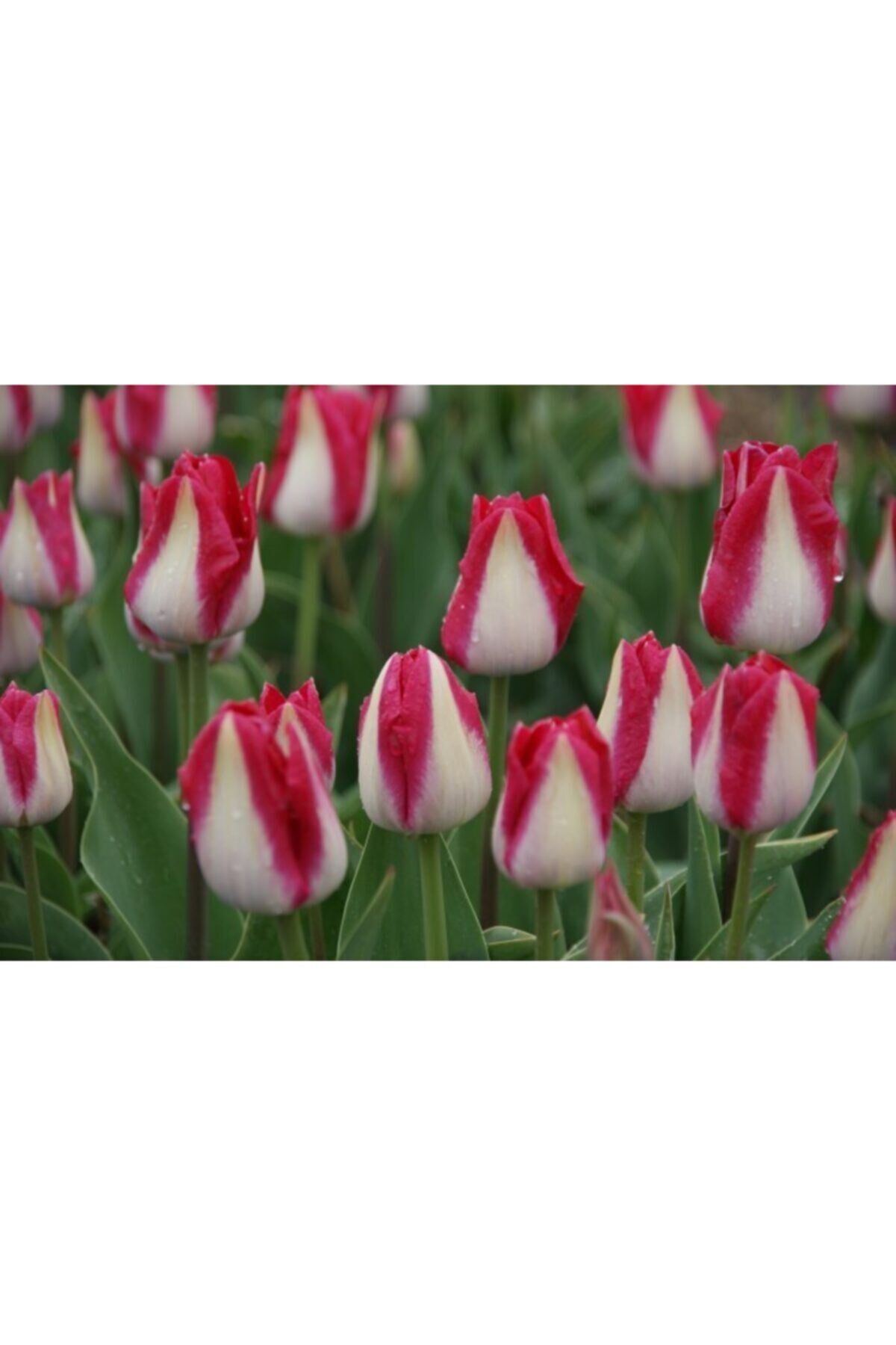 5 Adet Royal Ten Tulip Ithal Lale Çiçeği Soğanı