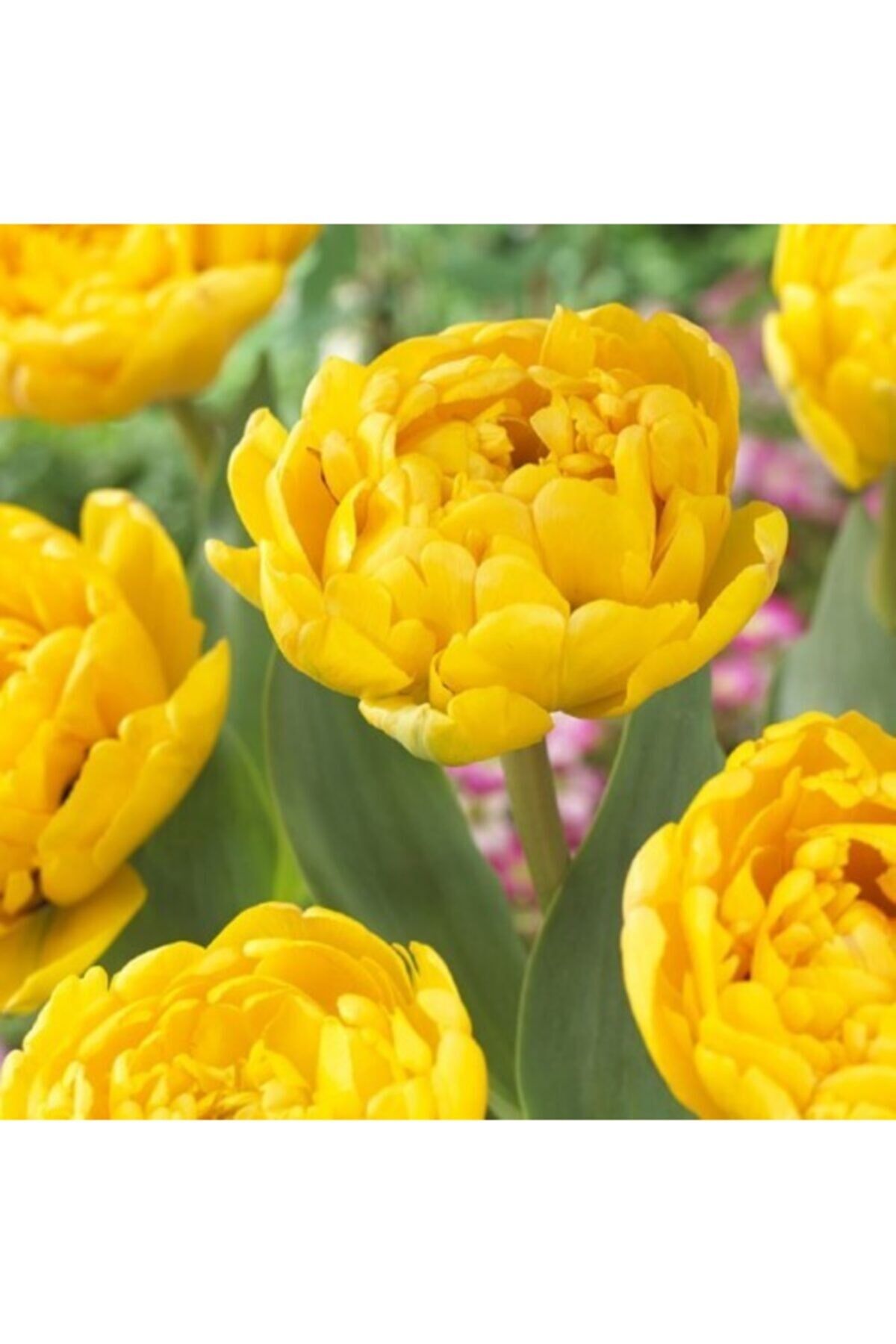 5 Adet Yellow Pomponette Tulip Ithal Lale Çiçeği Soğanı