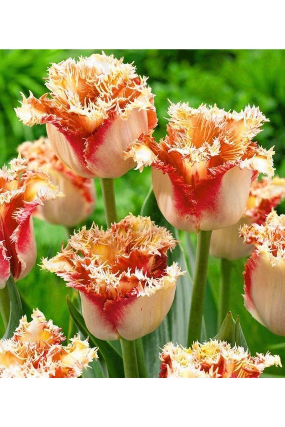 5 Adet Lambada Tulip İthal Lale Çiçeği Soğanı