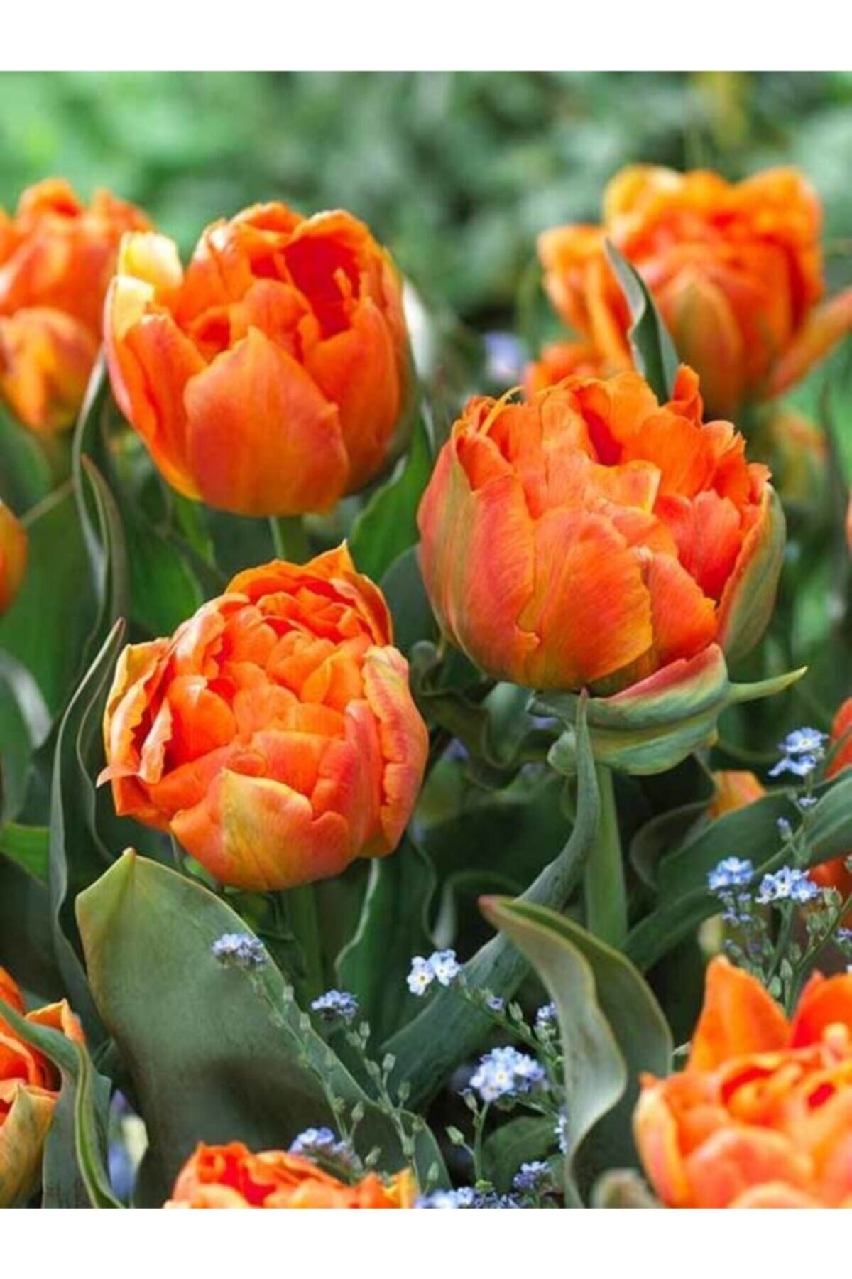 5 Adet Orca Double Tulip Ithal Lale Çiçeği Soğanı