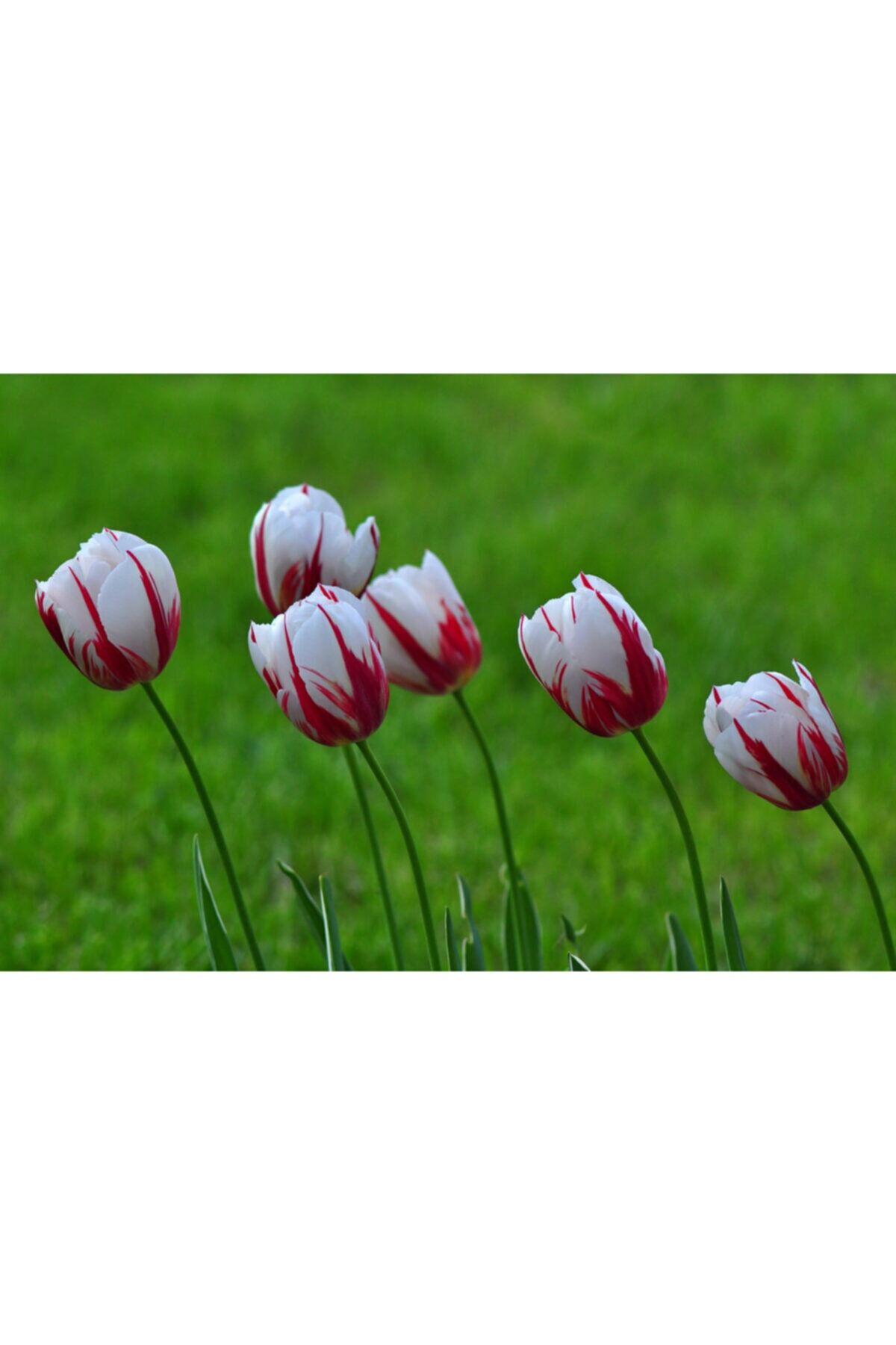 5 Adet Happy Generation Red Tulip Ithal Lale Çiçeği Soğanı