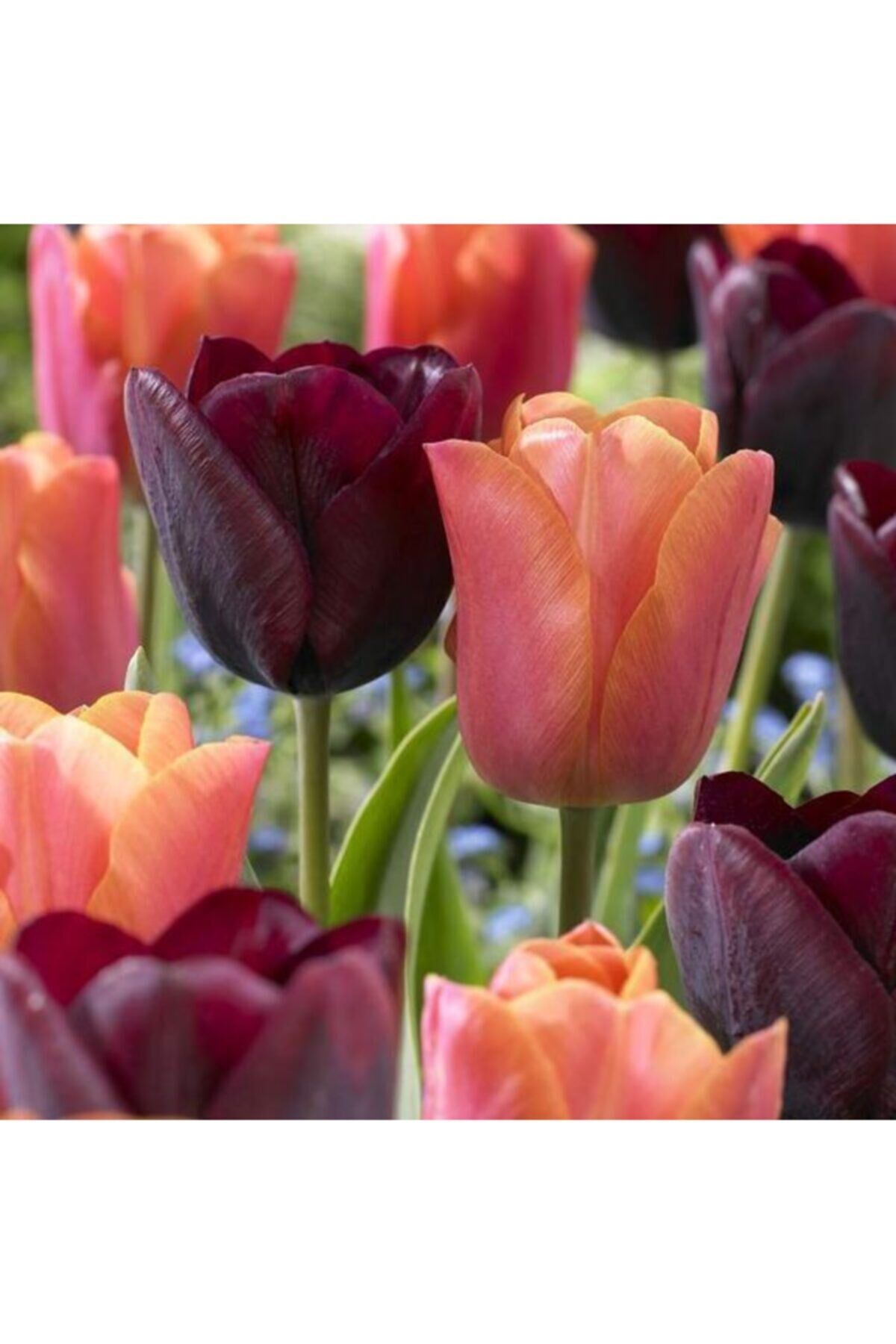 5 Adet Jimmy Tulip Ithal Lale Çiçeği Soğanı