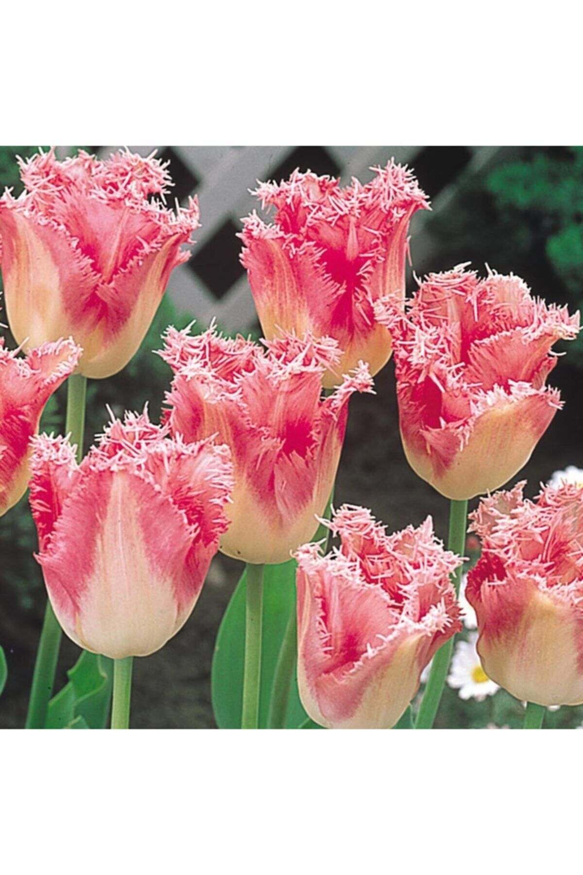 5 Adet Fancy Frills Tulip Ithal Lale Soğanı