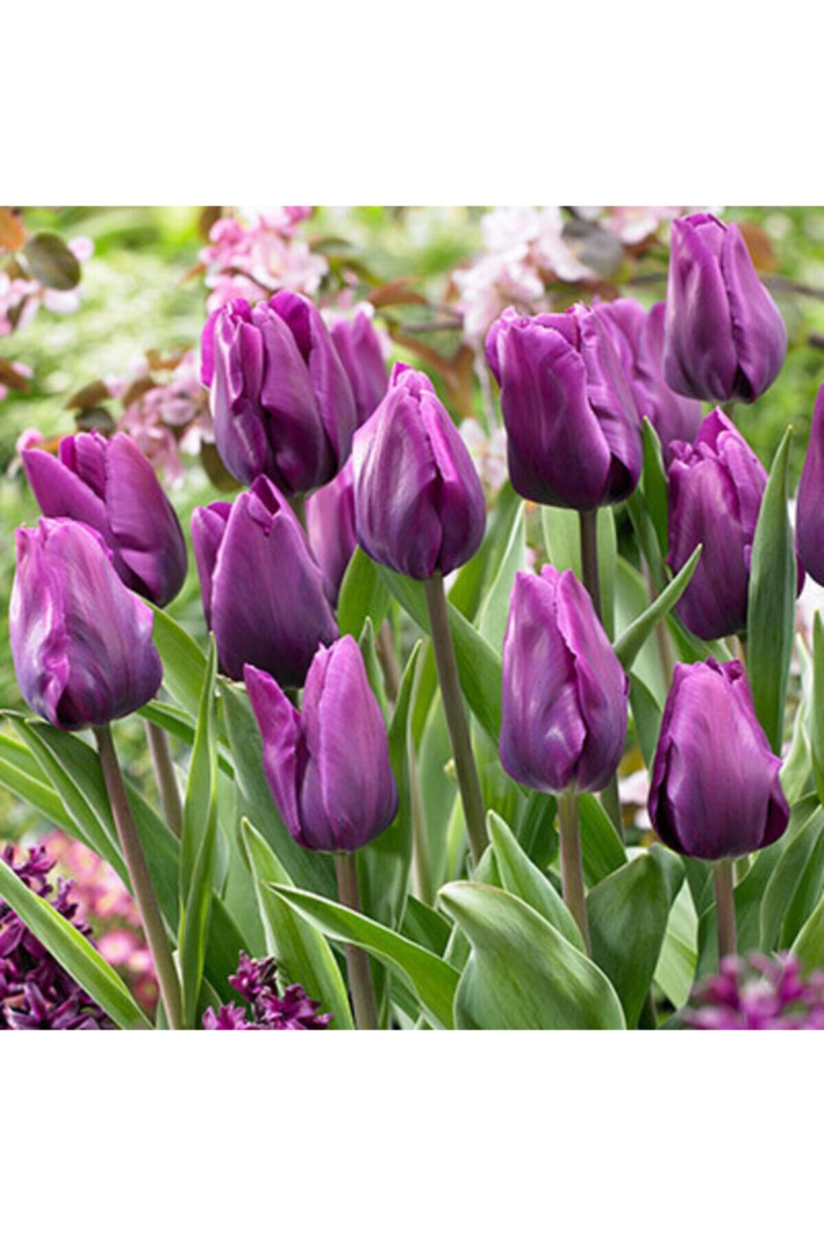 5 Adet Purple Rain Tulip Ithal Lale Çiçeği Soğanı