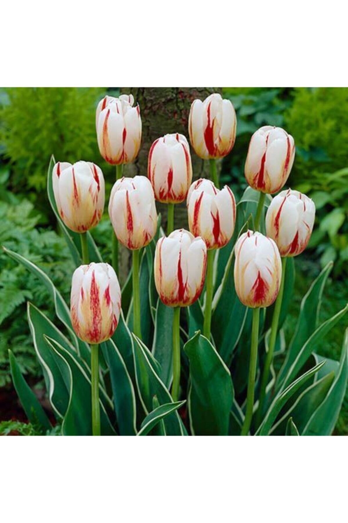 5 Adet Happy Generation Tulip Lale Çiçeği Soğanı