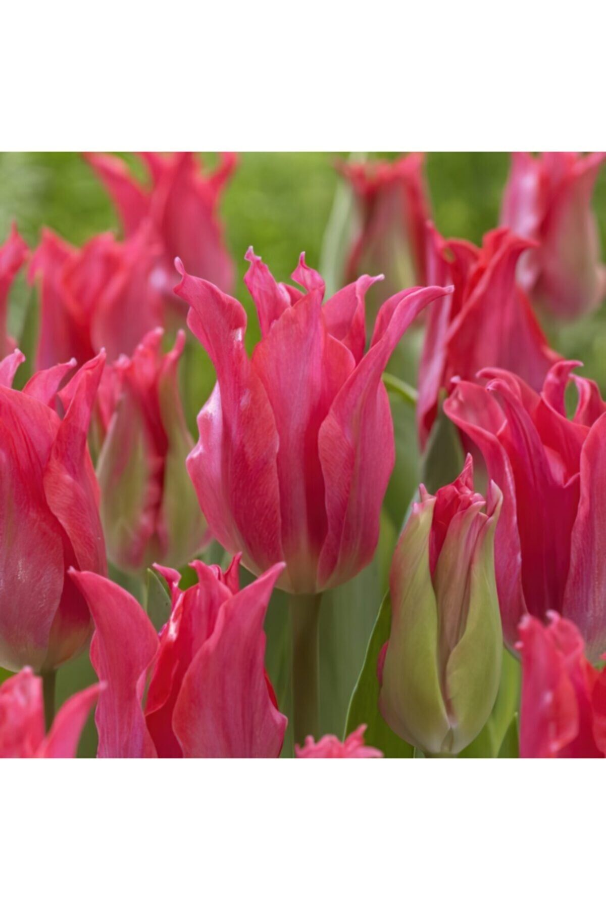 5 Adet Pretty Love Tulip Ithal Lale Çiçeği Soğanı