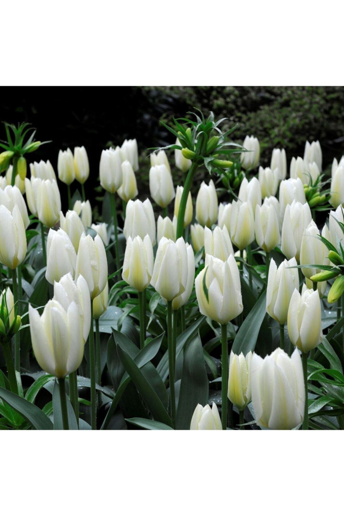 5 Adet White Sensation Tulip Ithal Lale Çiçeği Soğanı
