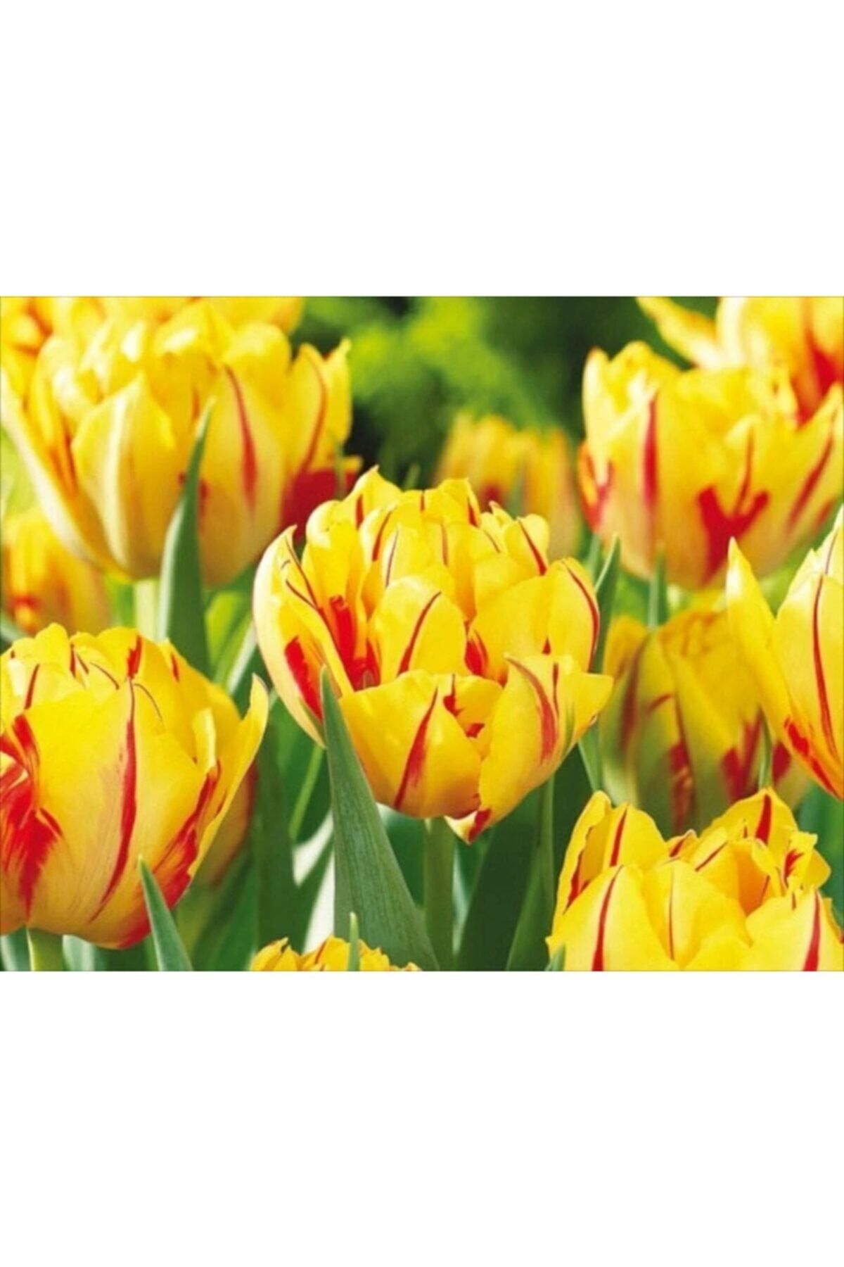 5 Adet Monsella Tulip Ithal Lale Çiçeği Soğanı