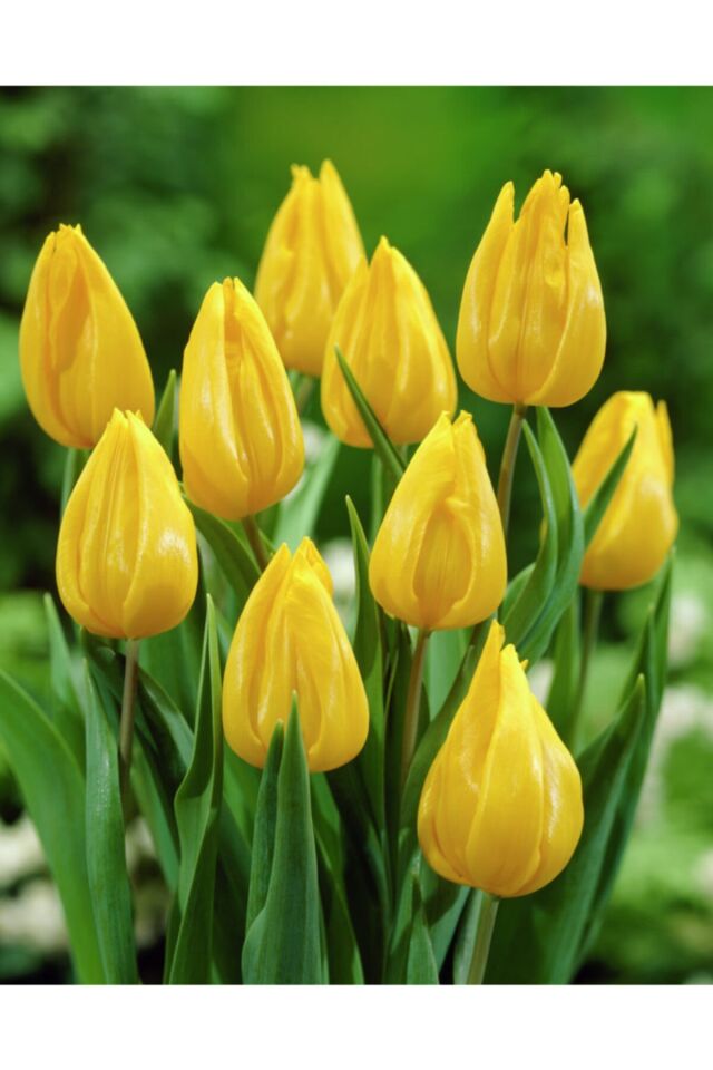 5 Jan Van Nes Tulip Ithal Lale Soğanı