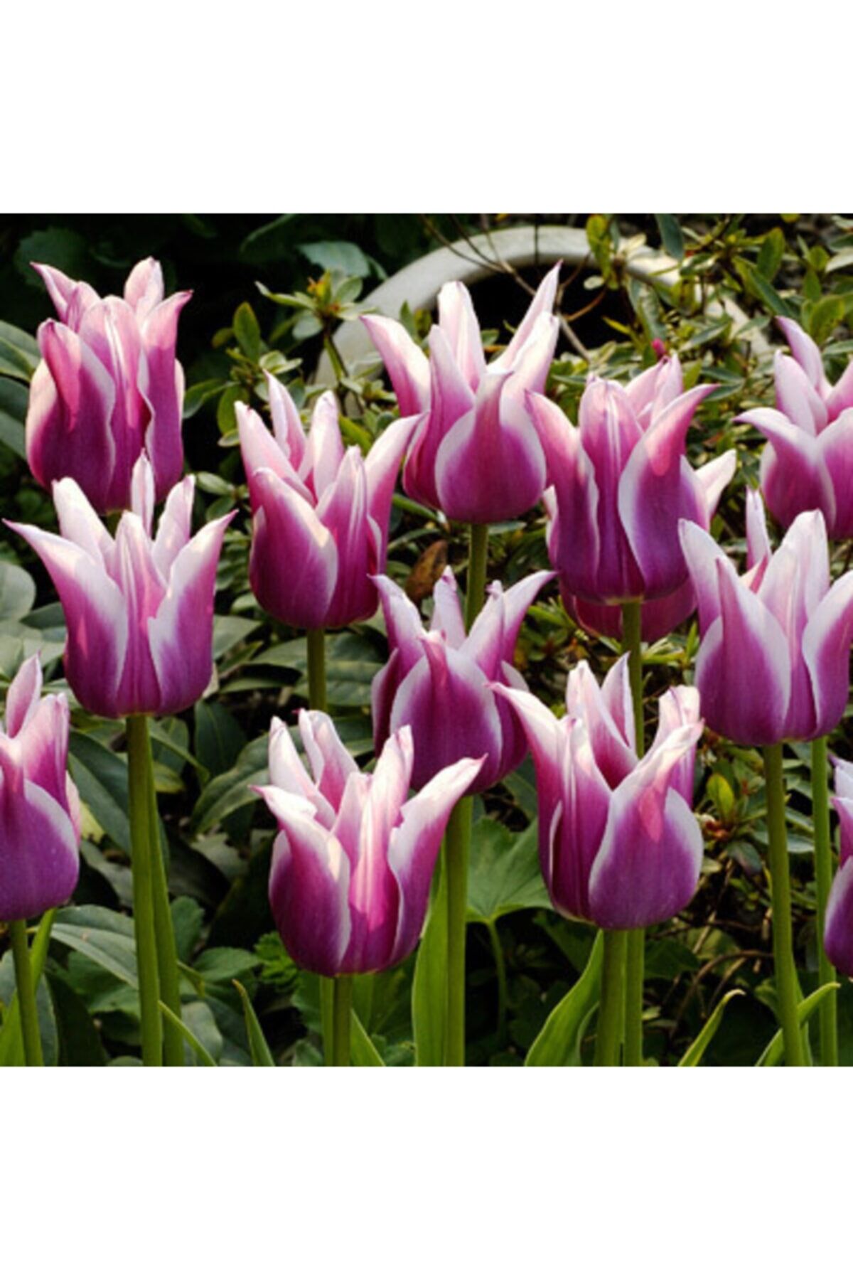 5 Adet Claudia Tulip Ithal Lale Çiçeği Soğanı
