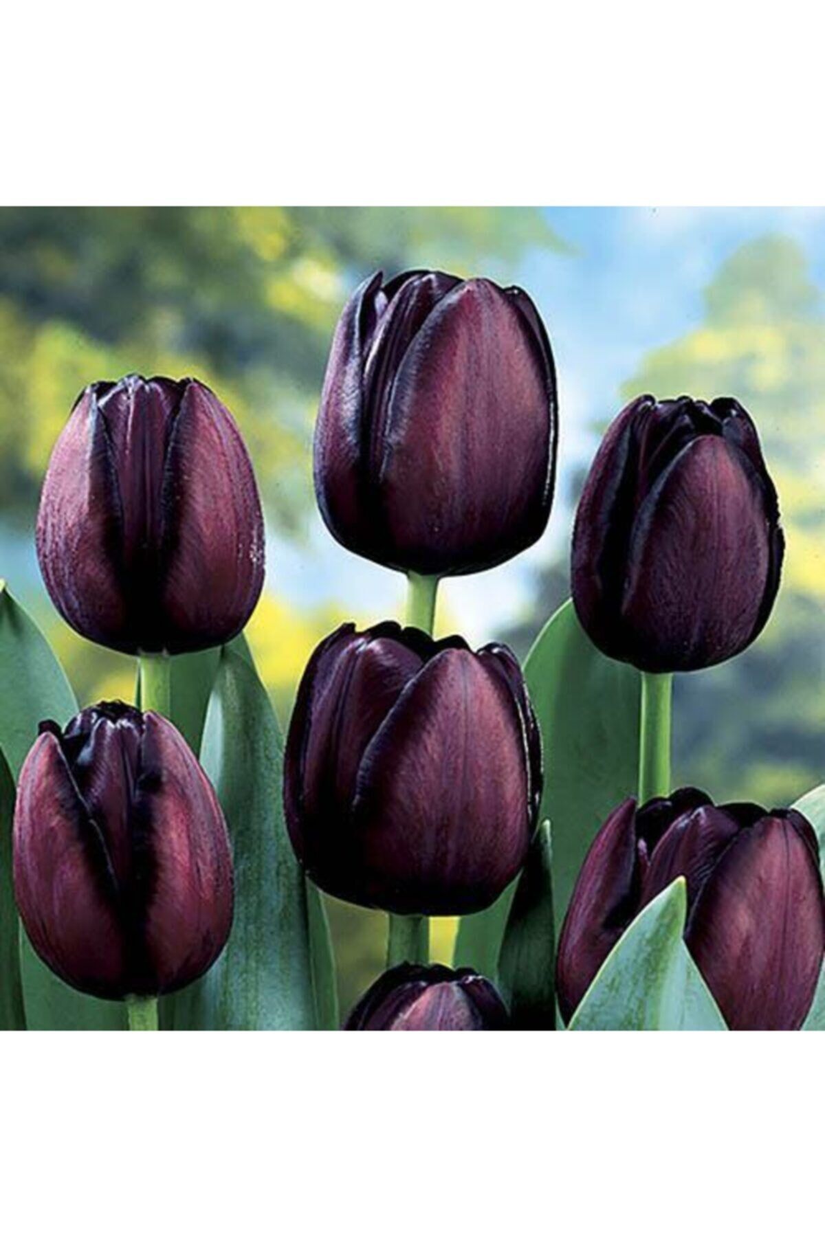 5 Adet Queen Of Night Tulip Ithal Lale Çiçeği Soğanı