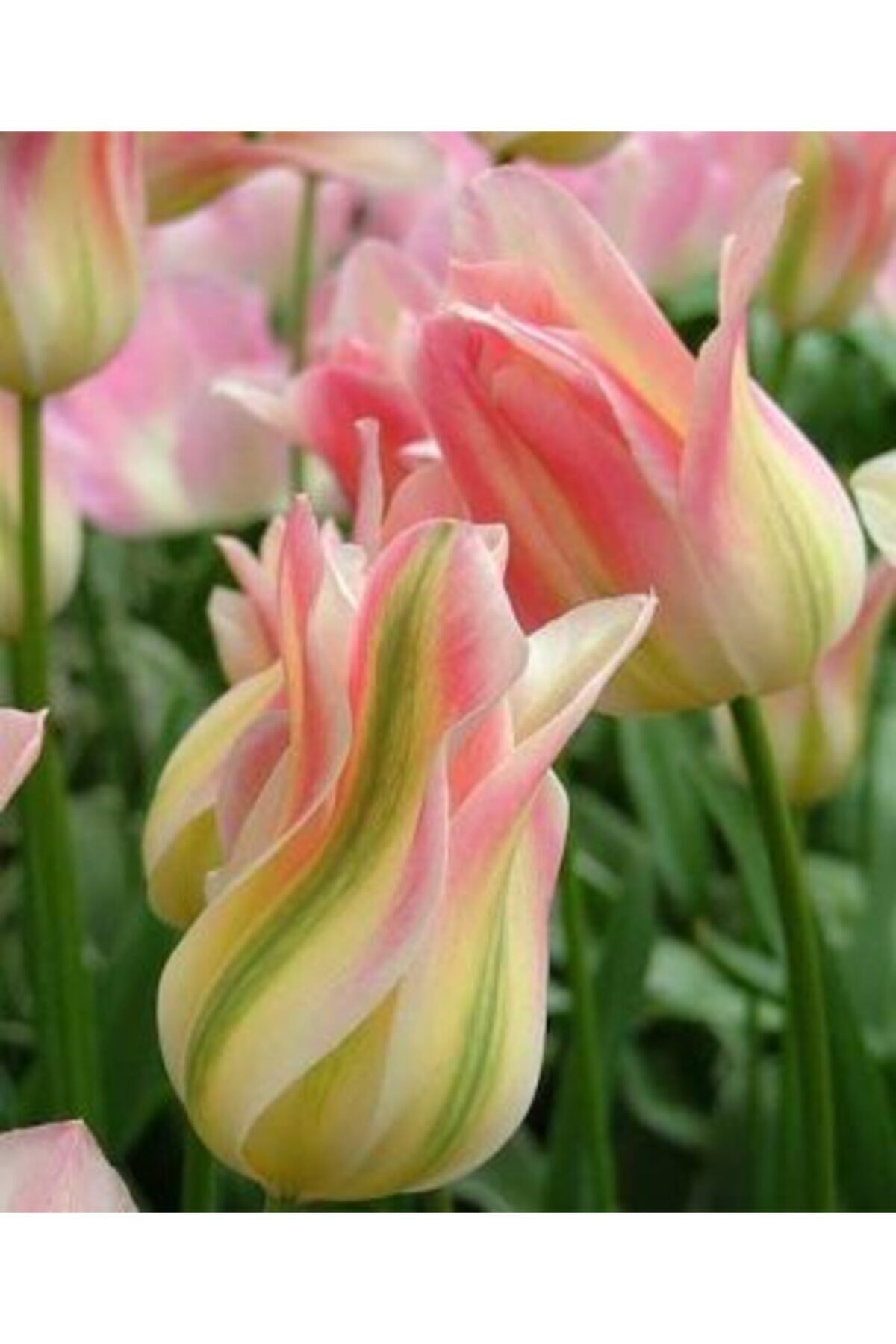 5 Adet Soft Pembe-yeşil Renkli Ithal Lale Çiçeği Soğanı