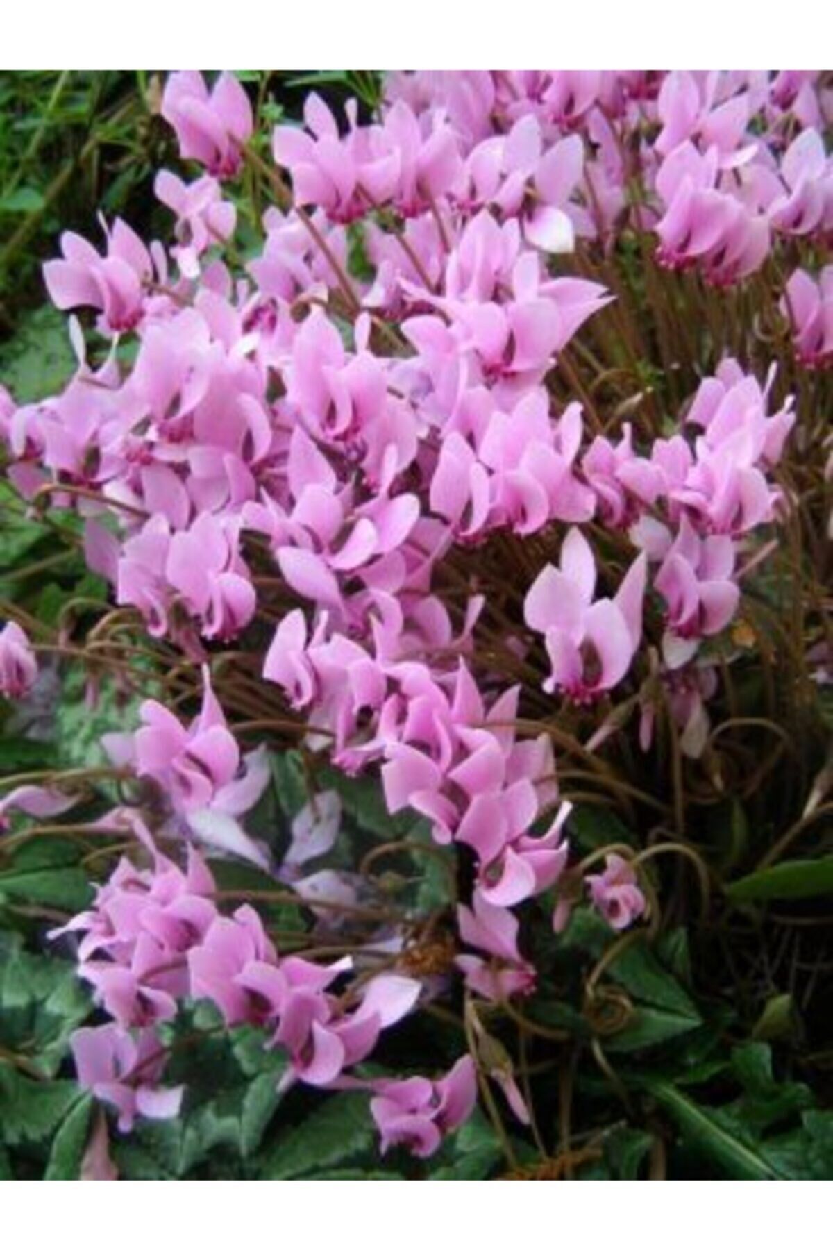 3 Adet Soft Pembe Renkli Sıklamen Çiçeği Soğanı