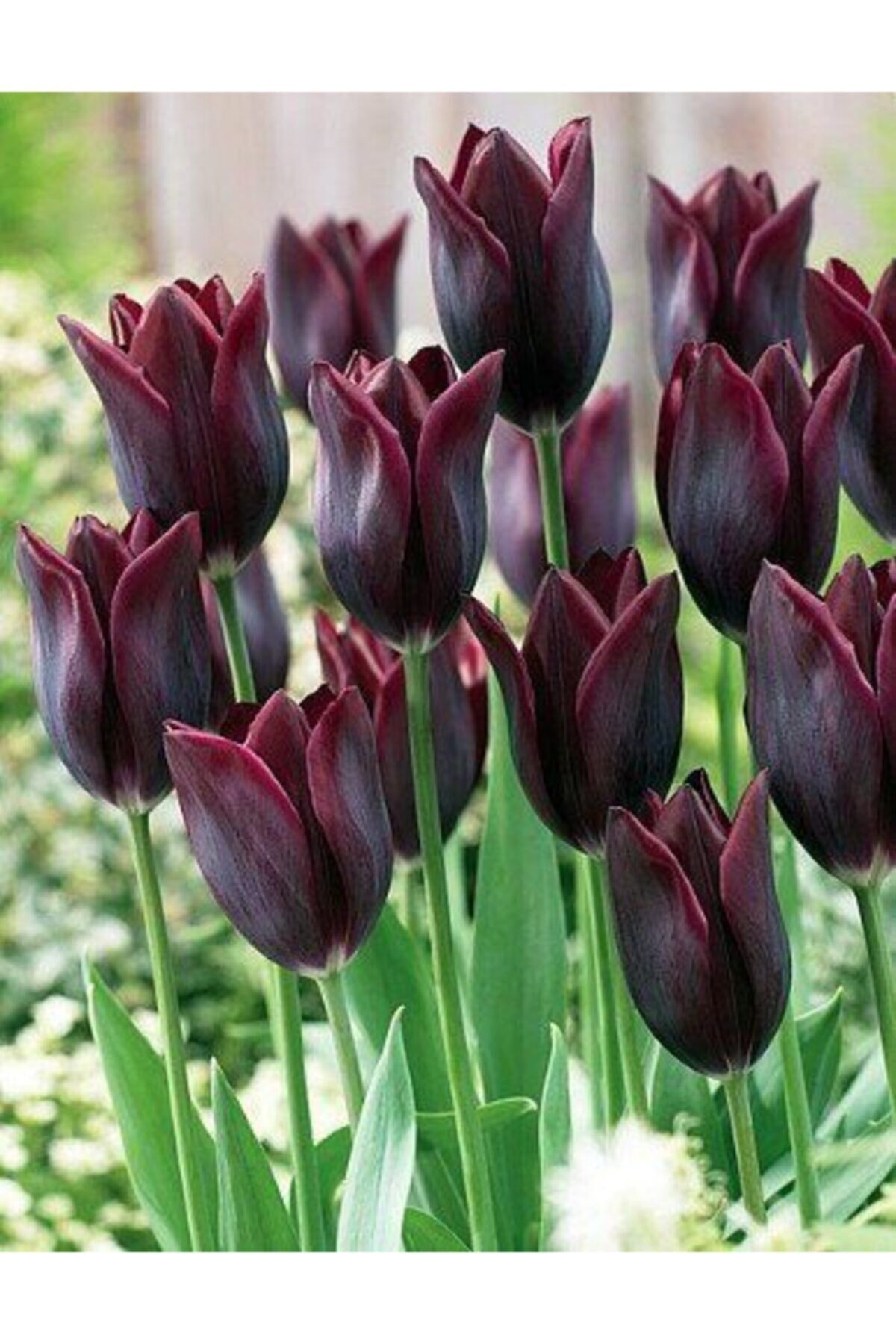 5 Adet Bordo Renkli Lale Çiçek Soğanı