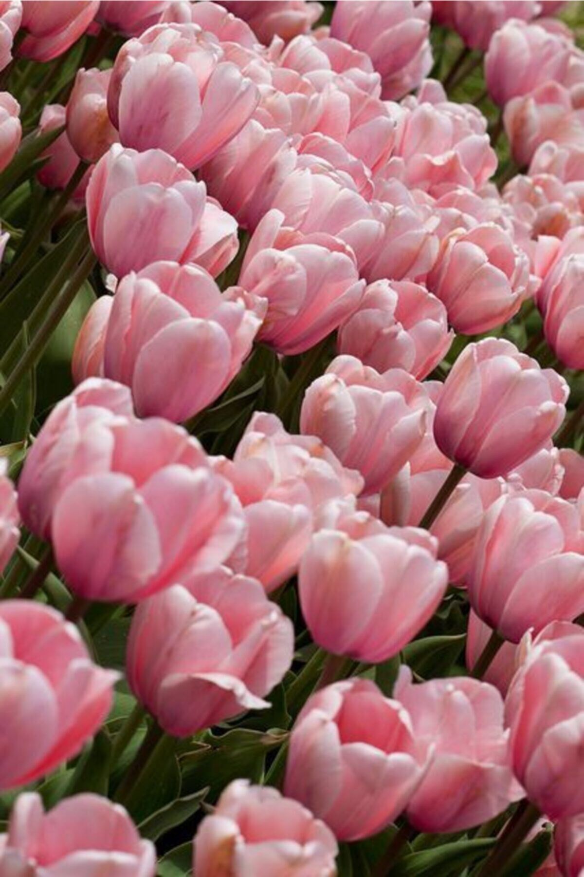 5 Adet Pembe Renkli Lale Çiçek Soğanı