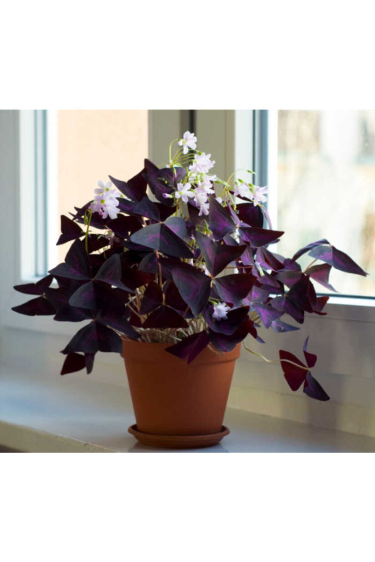 2 Adet Oxalis Triangularis Çiçeği Soğanı Kokulu