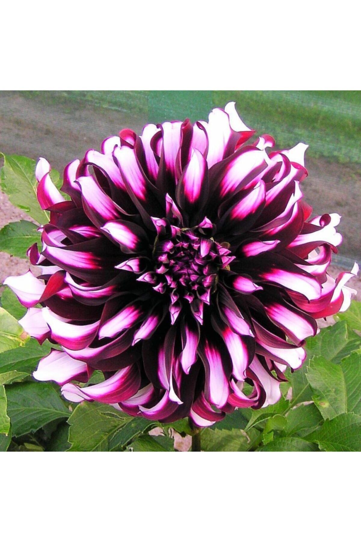 Özel Renkli Dahlia (yıldız) Çiçeği Soğanı 2 Adet