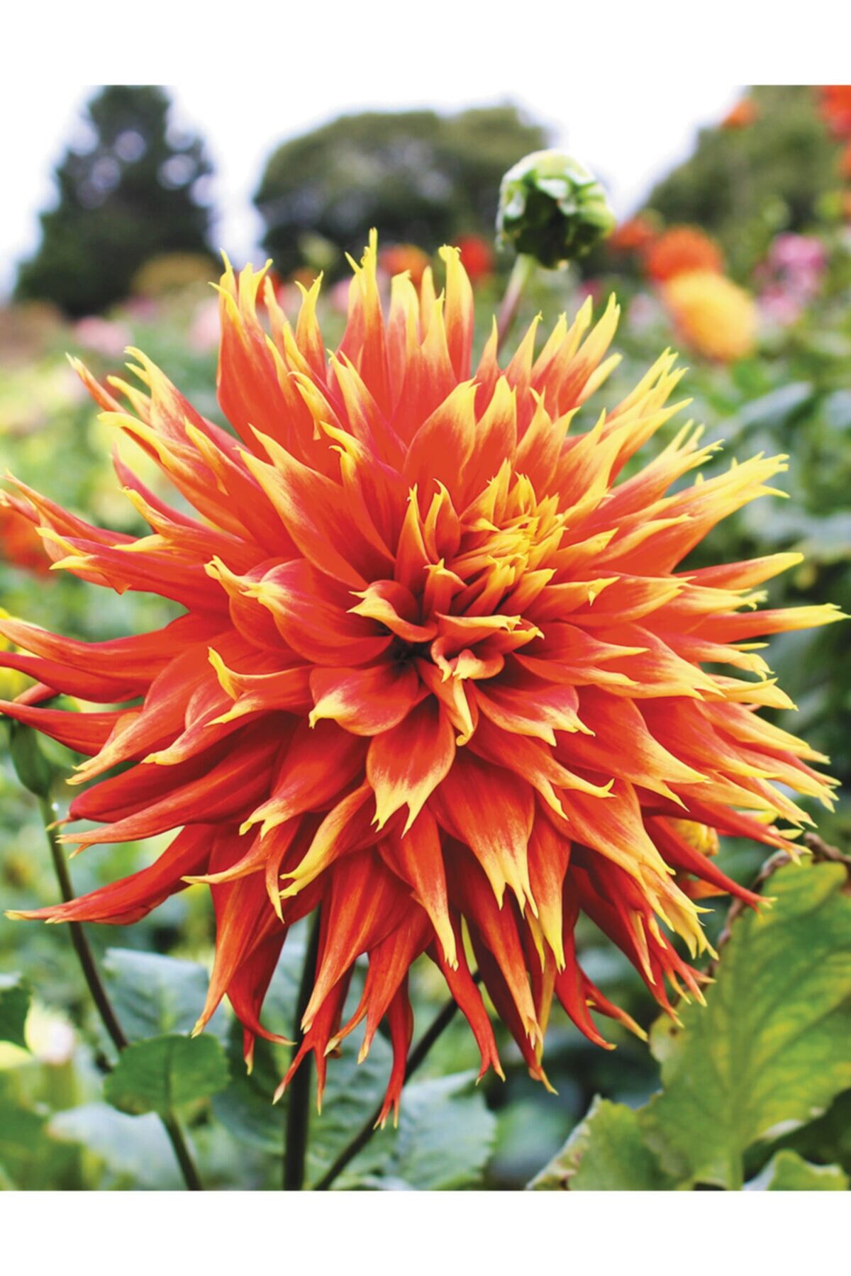 Ithal Dahlia ( Yıldız ) Çiçeği Soğanı 2 Adet