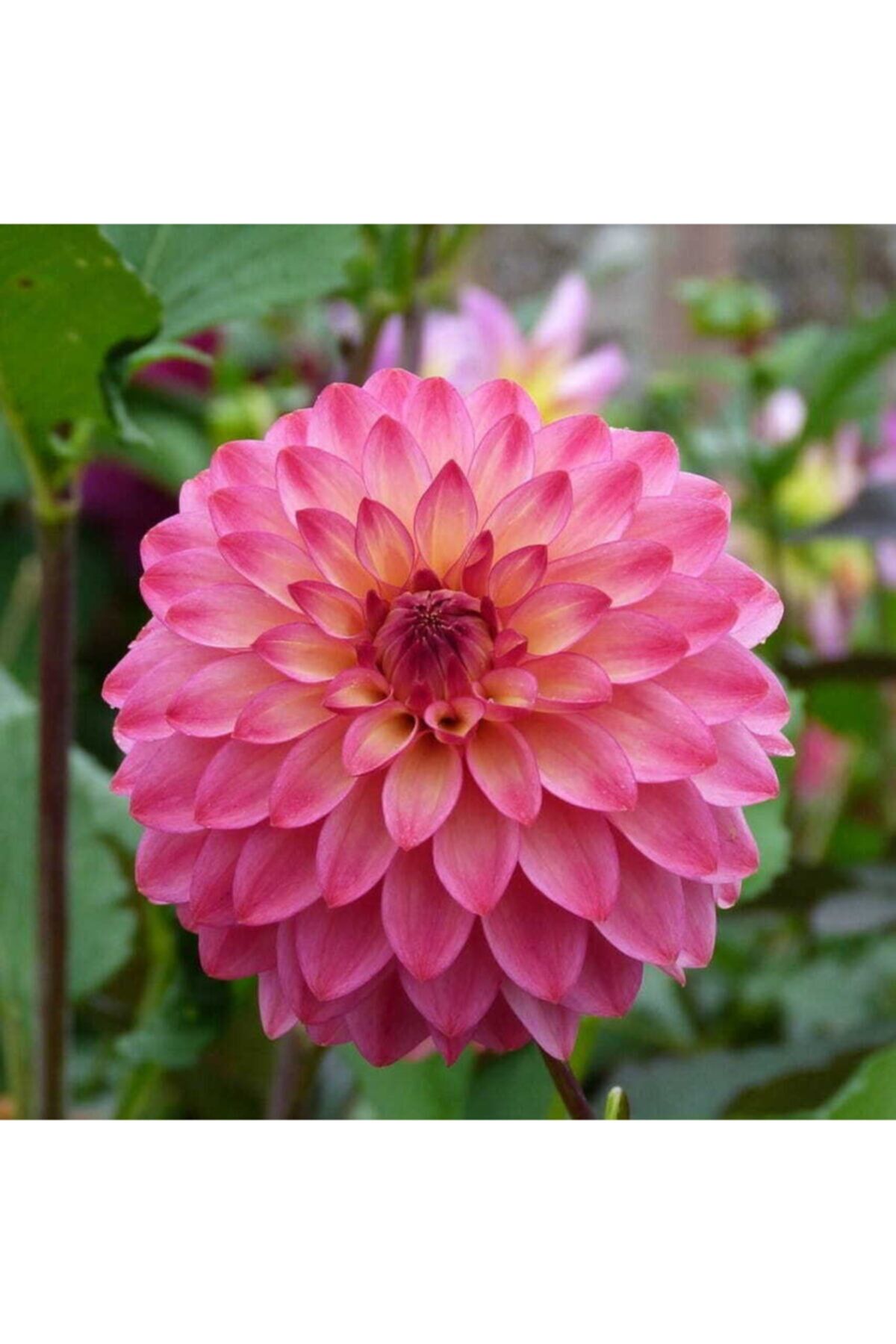 Pembe Renkli Dahlia ( Yıldız ) Çiçeği Soğanı 2 Adet
