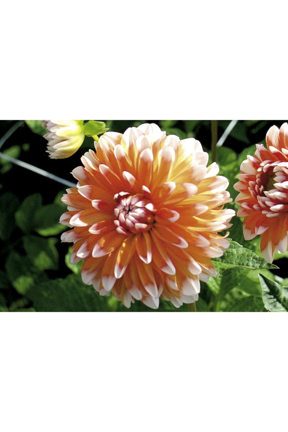 2 Adet Turuncu-beyaz Renkli Dahlia ( Yıldız ) Çiçeği Soğanı
