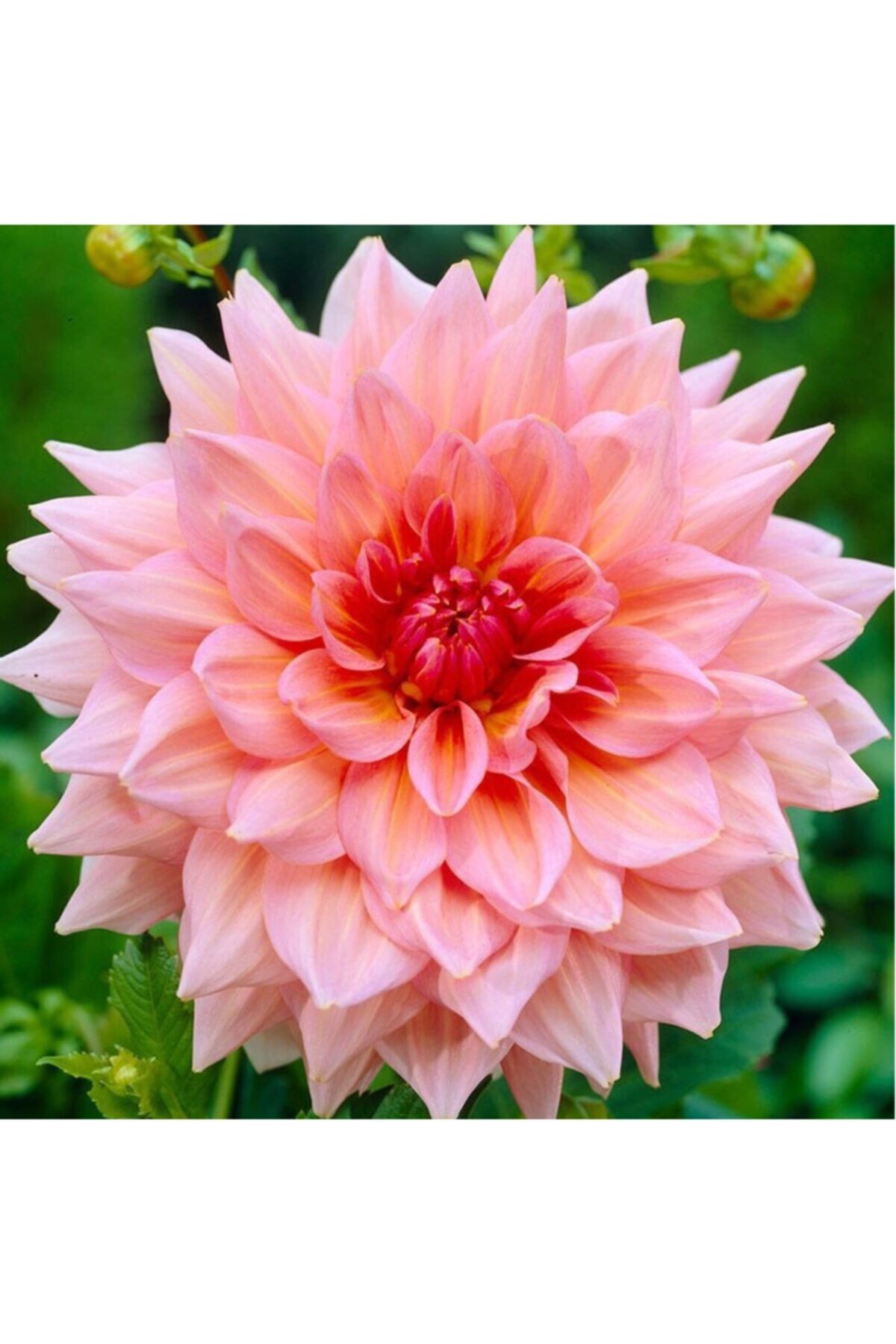 2 Adet Soft Pembe Renkli Dahlia ( Yıldız ) Çiçeği Soğanı