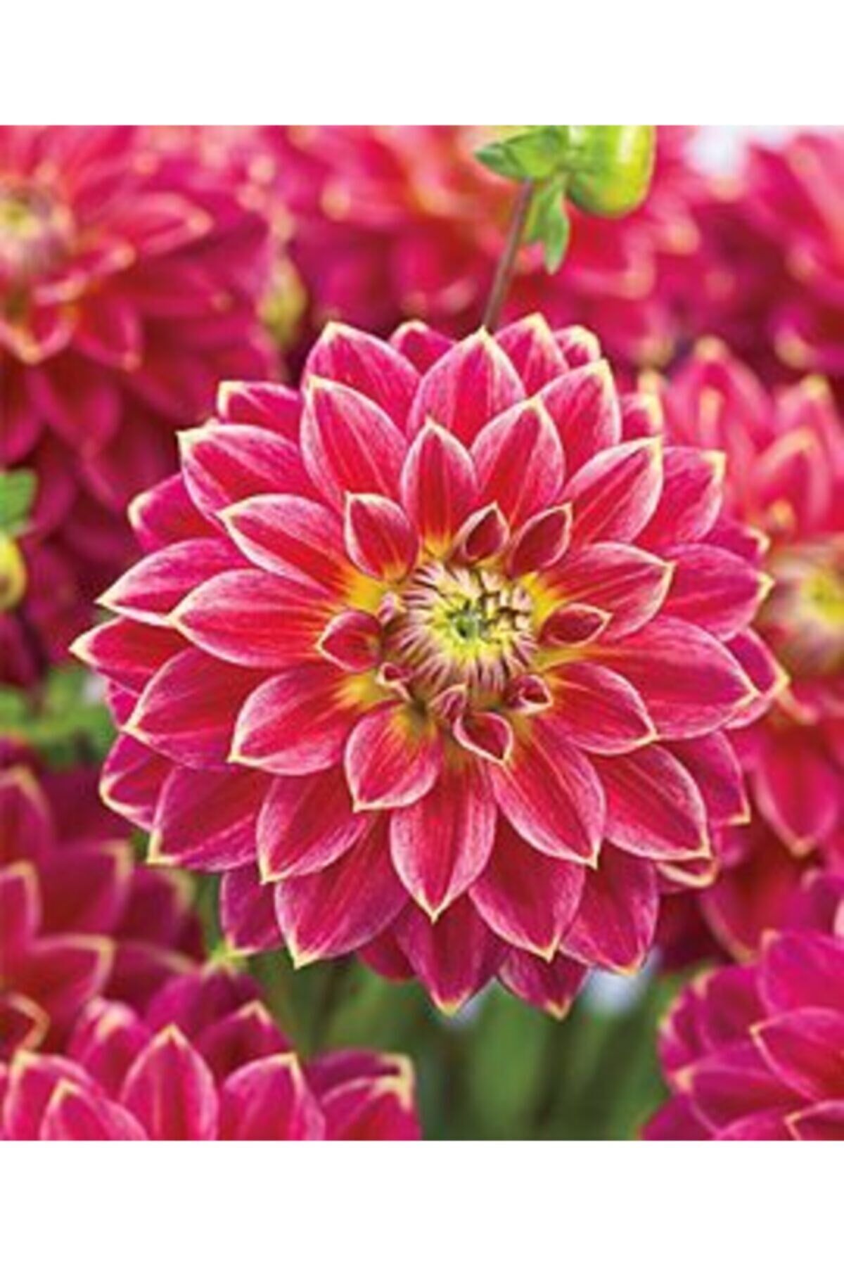 2 Adet Koyu Pembe Renkli Dahlia ( Yıldız ) Çiçeği Soğanı